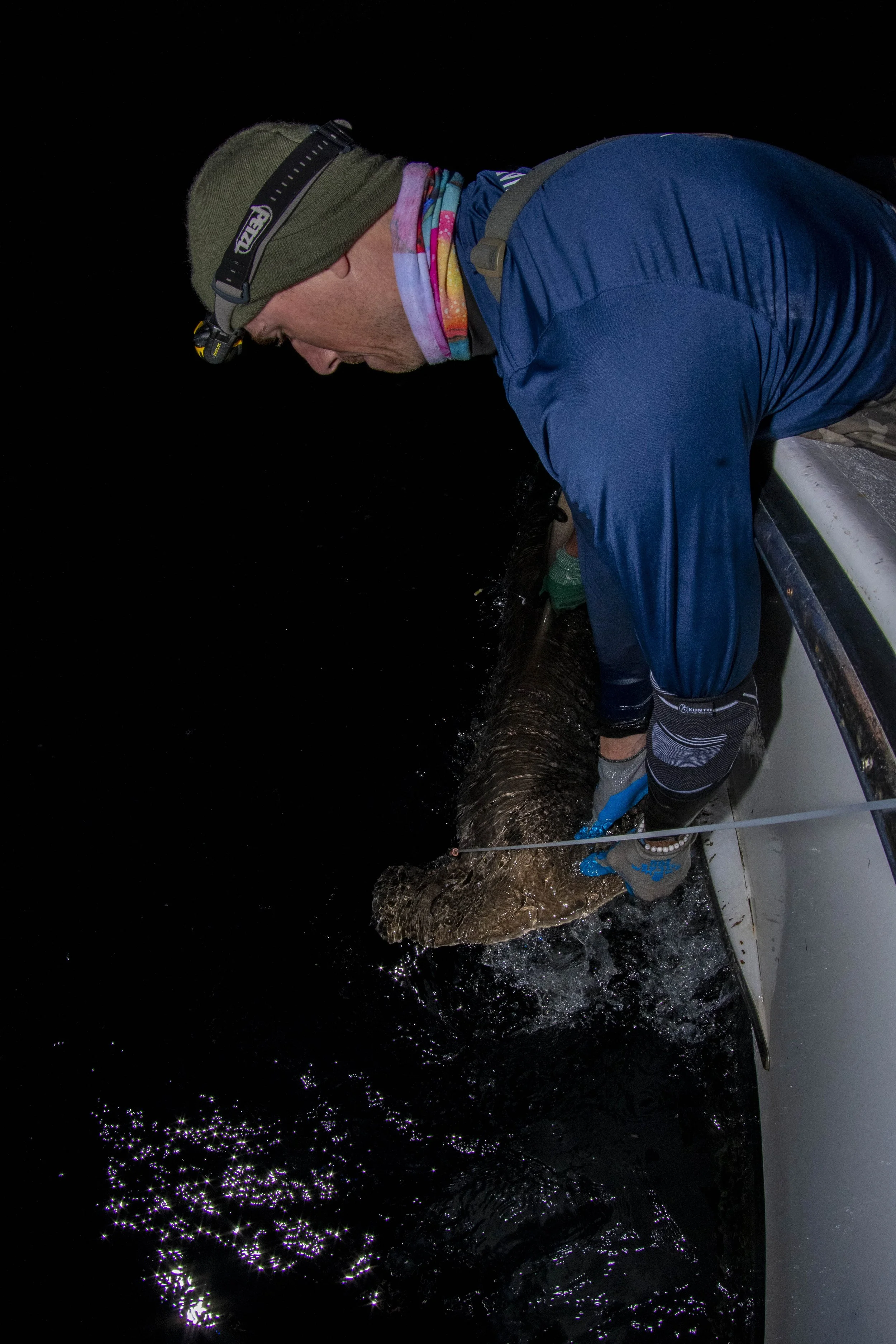 Satellite Tag - Hammerhead