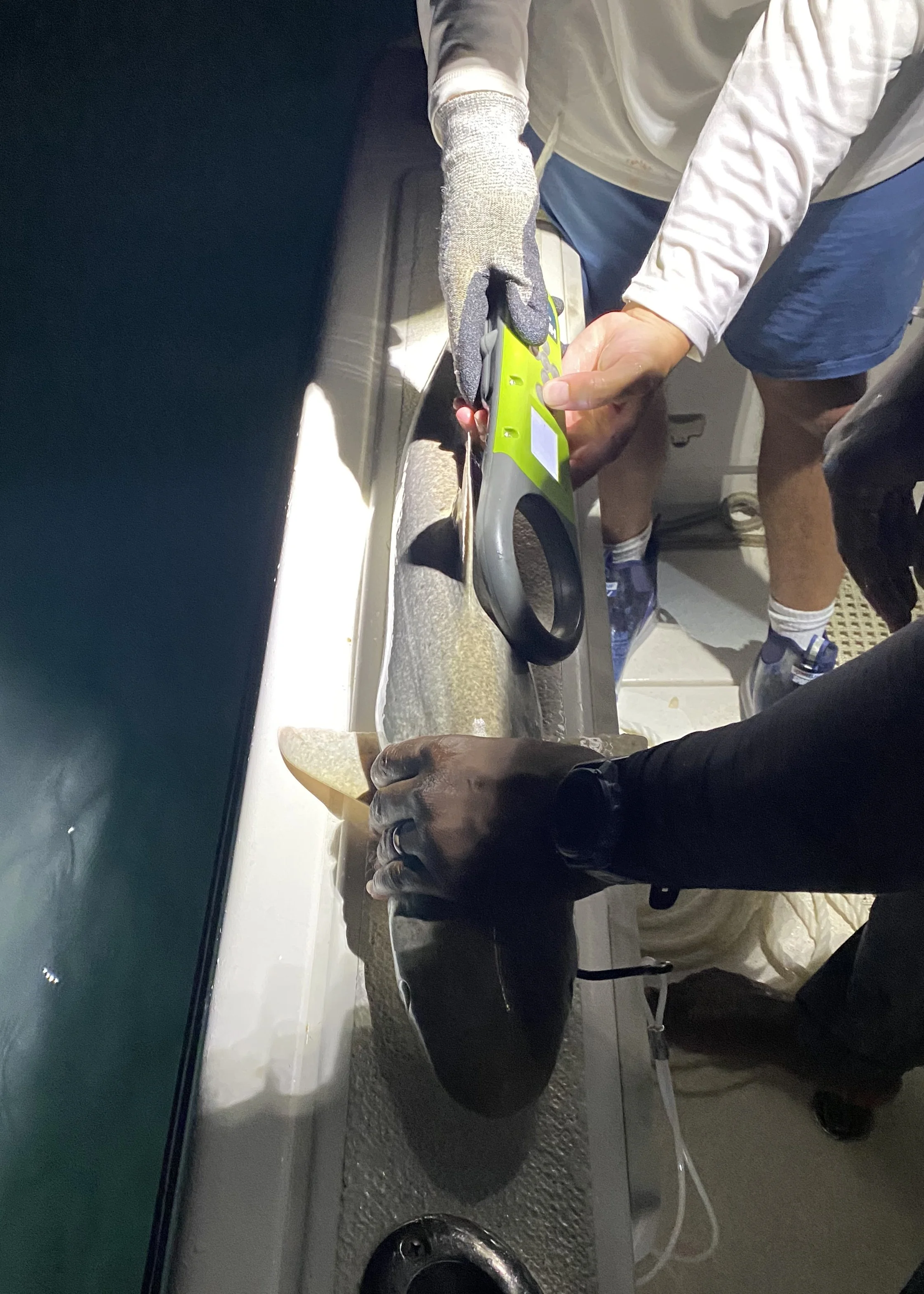 Atlantic Sharpnose Shark Adoption