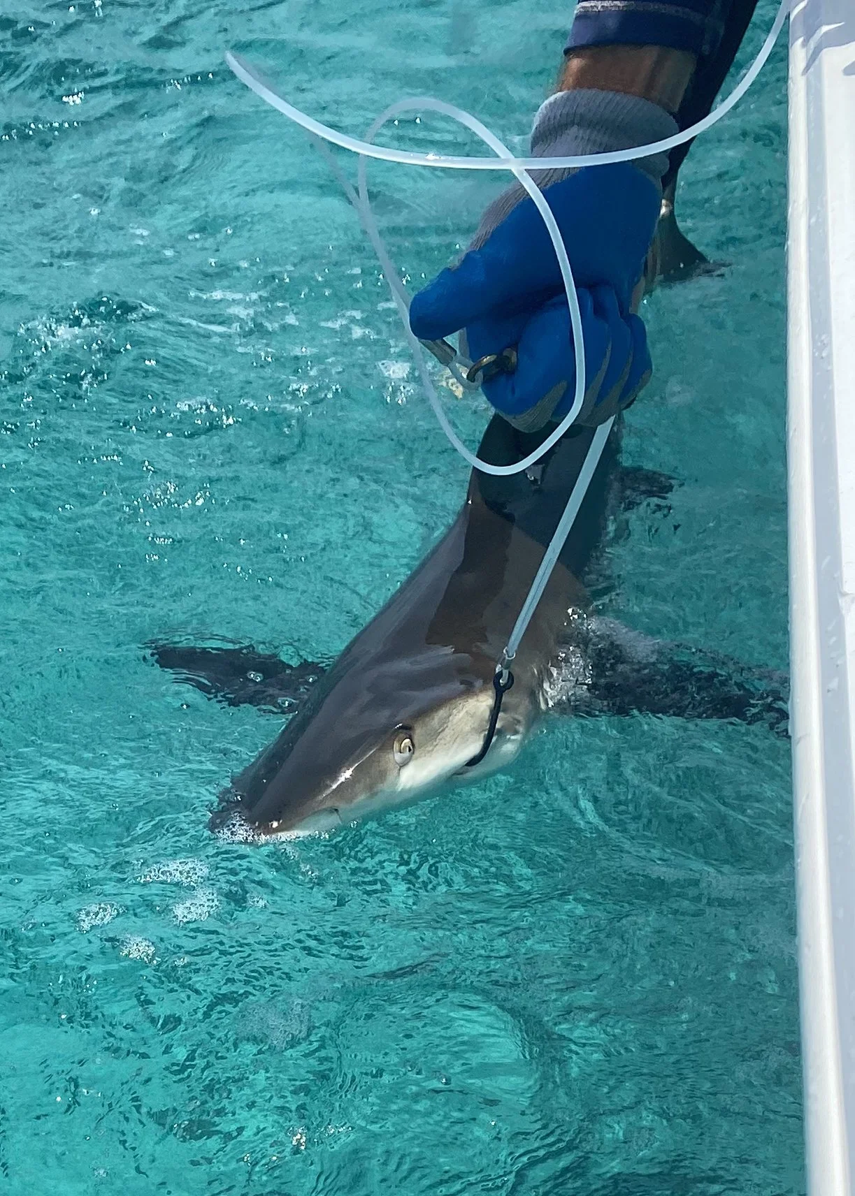 Reef Shark Adoption