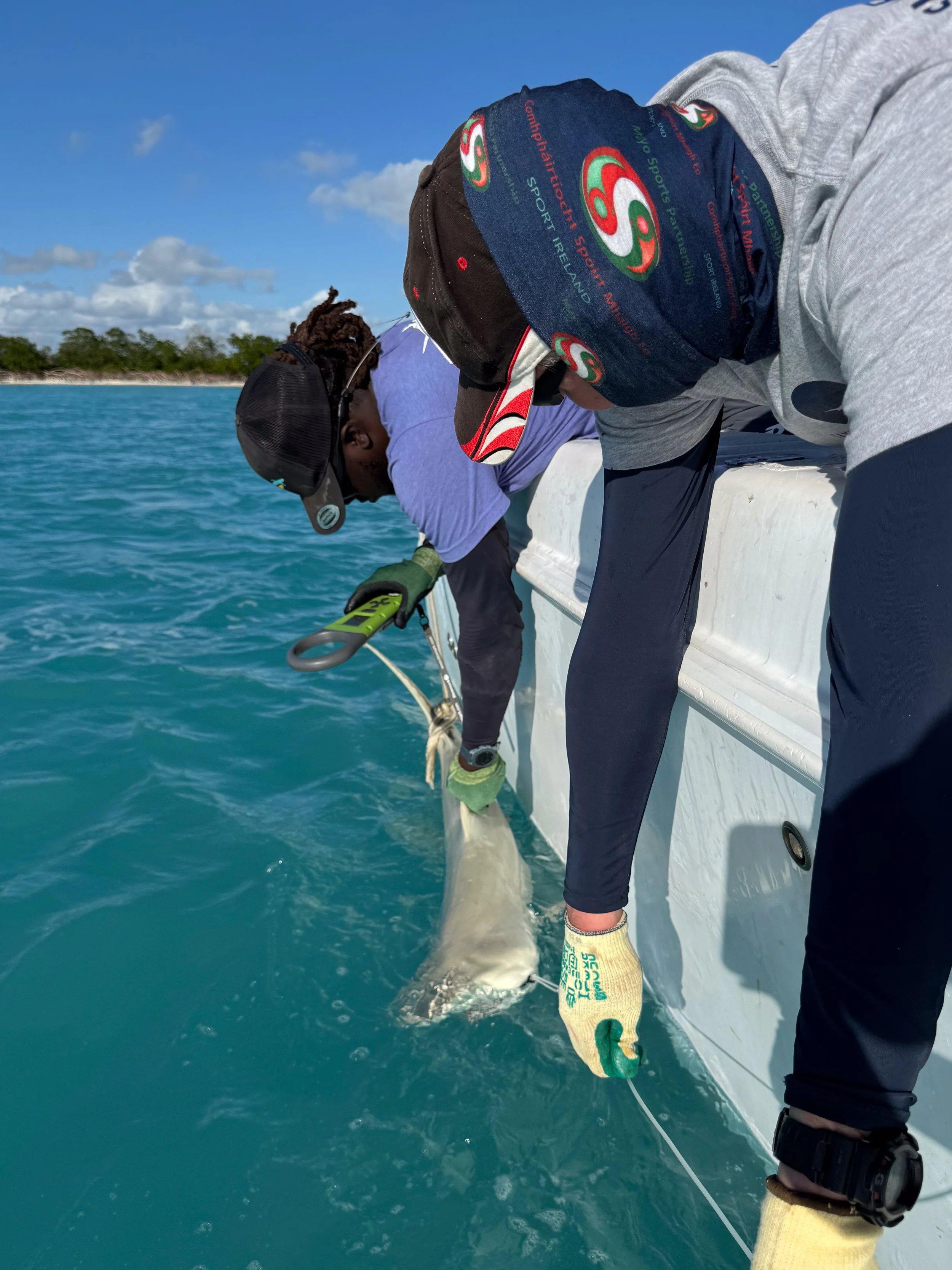 Saving the Blue - 501 c 3 - Nonprofit - Sharks - Shark - Shark Tag - Shark Tagging - Marine Biology - Shark Research - Bahamas - Florida - Shark Researcher - Shark Clothing - Shark Nonprofit - Help Sharks - Save Sharks - Hammerhead - Bull - Tiger