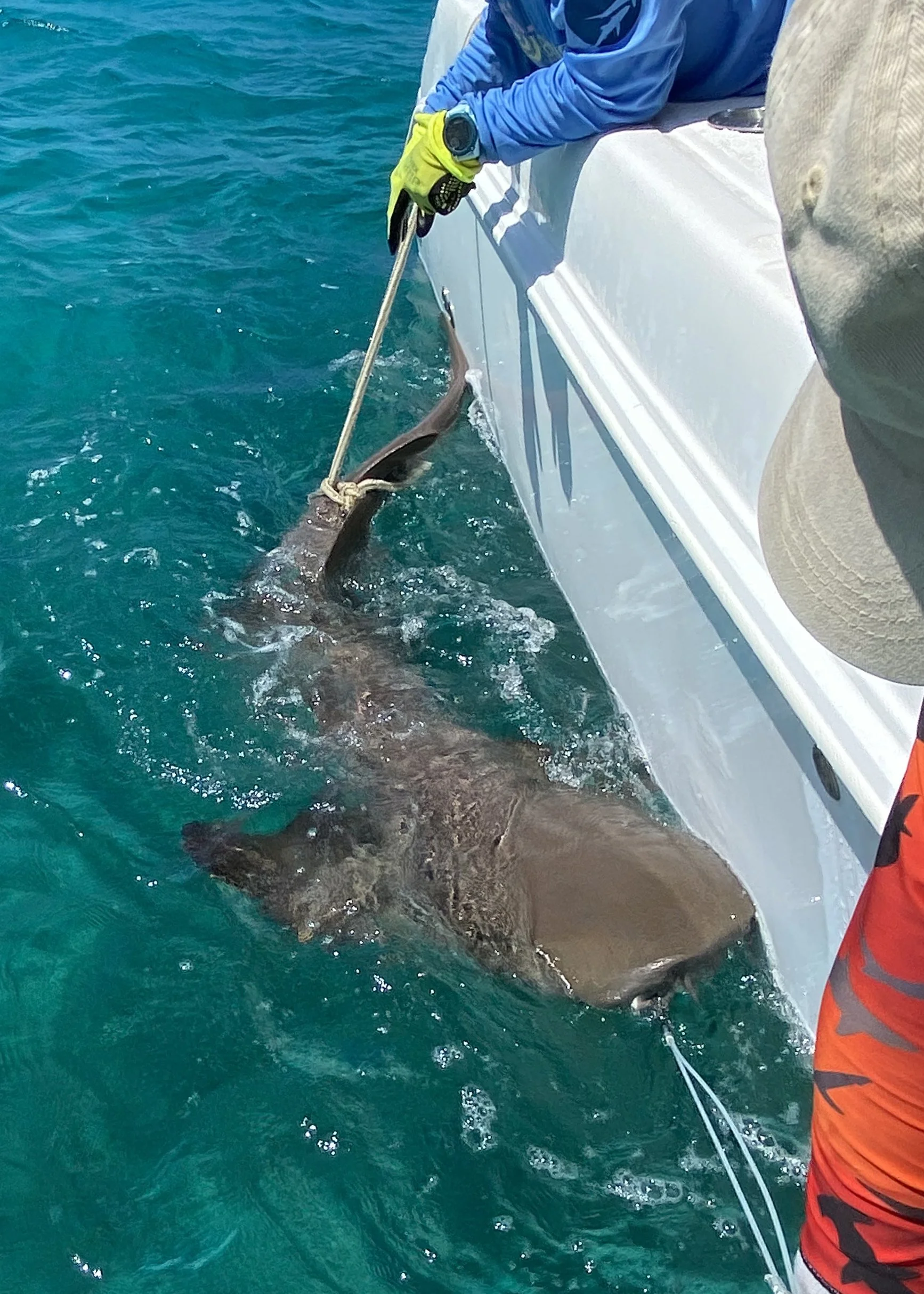 Nurse Shark Adoption