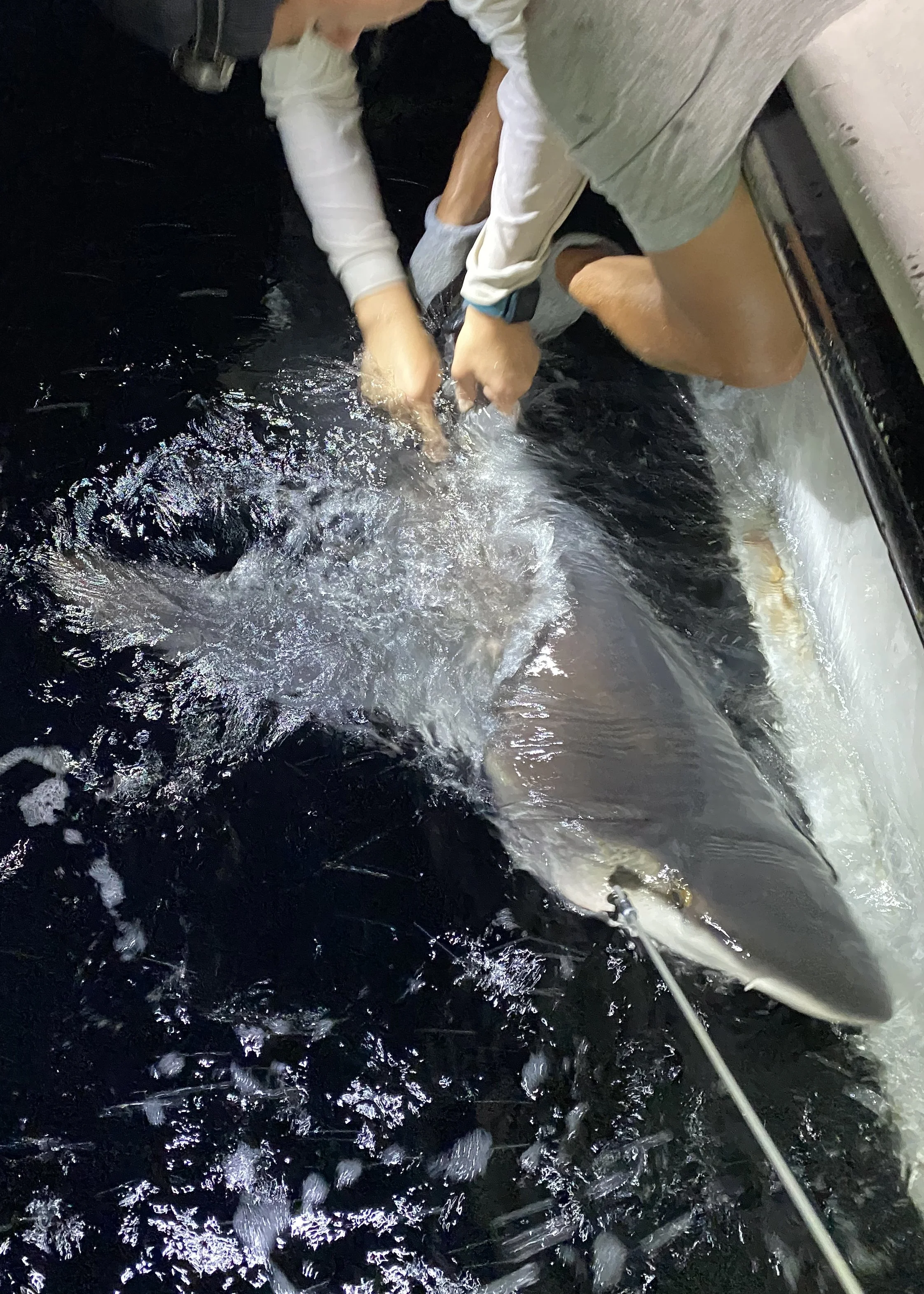 Sandbar Shark Adoption