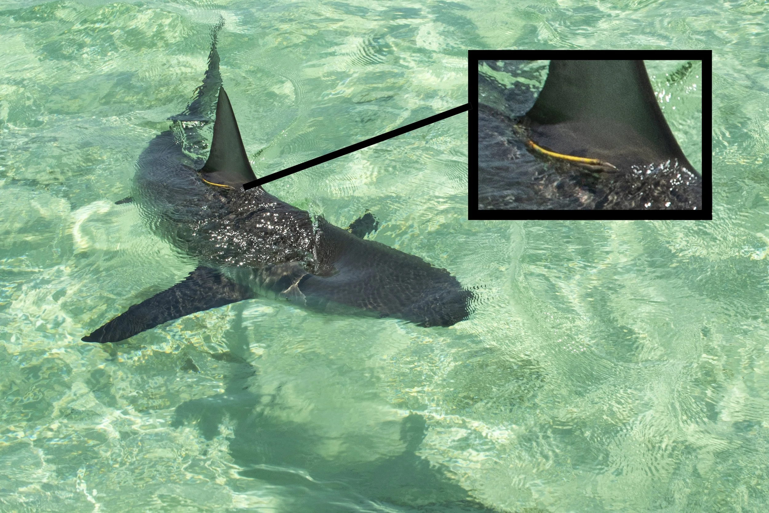 Shark Tags ??? Saving the Blue