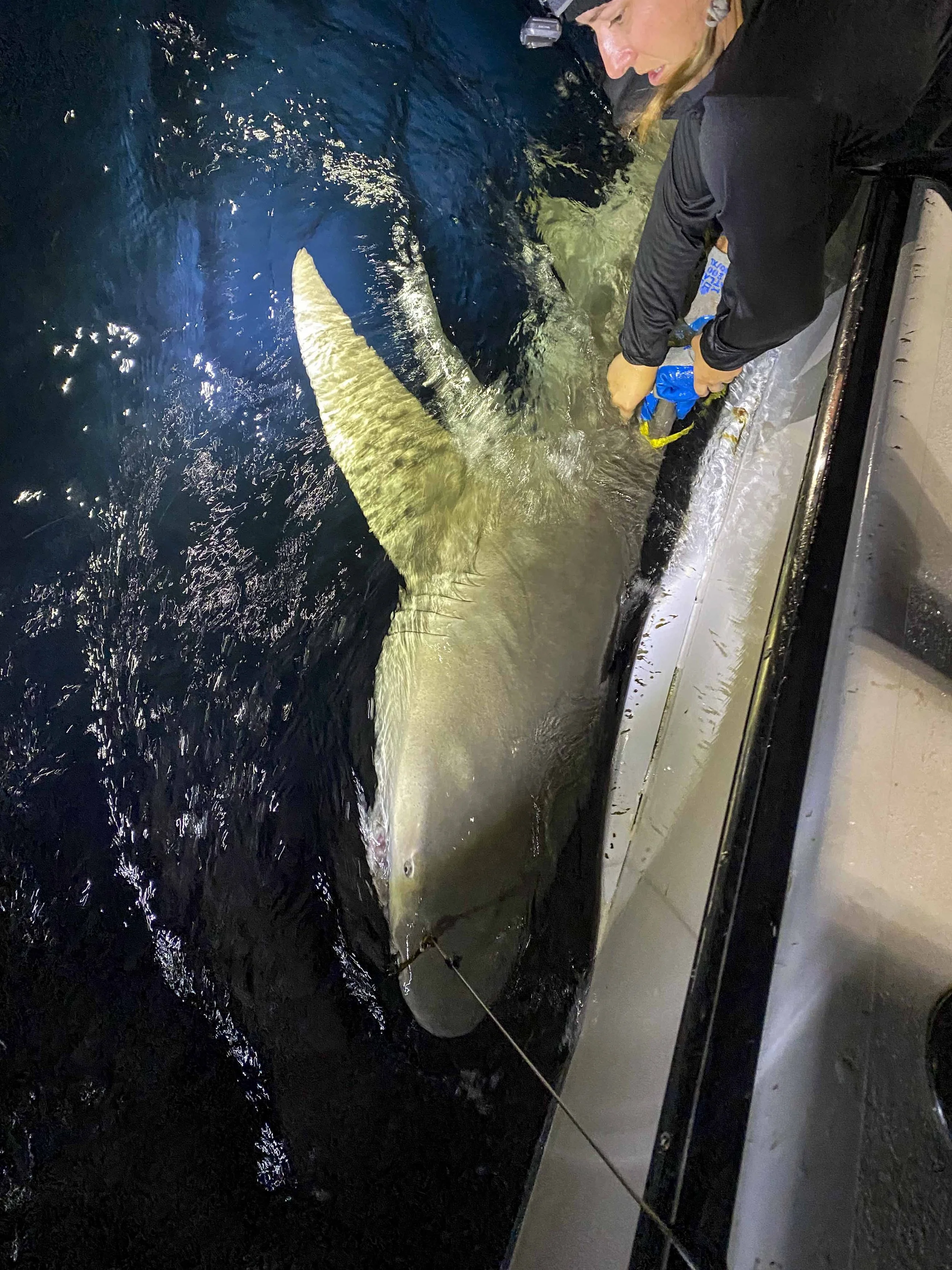 Lemon Shark - Male 274cm