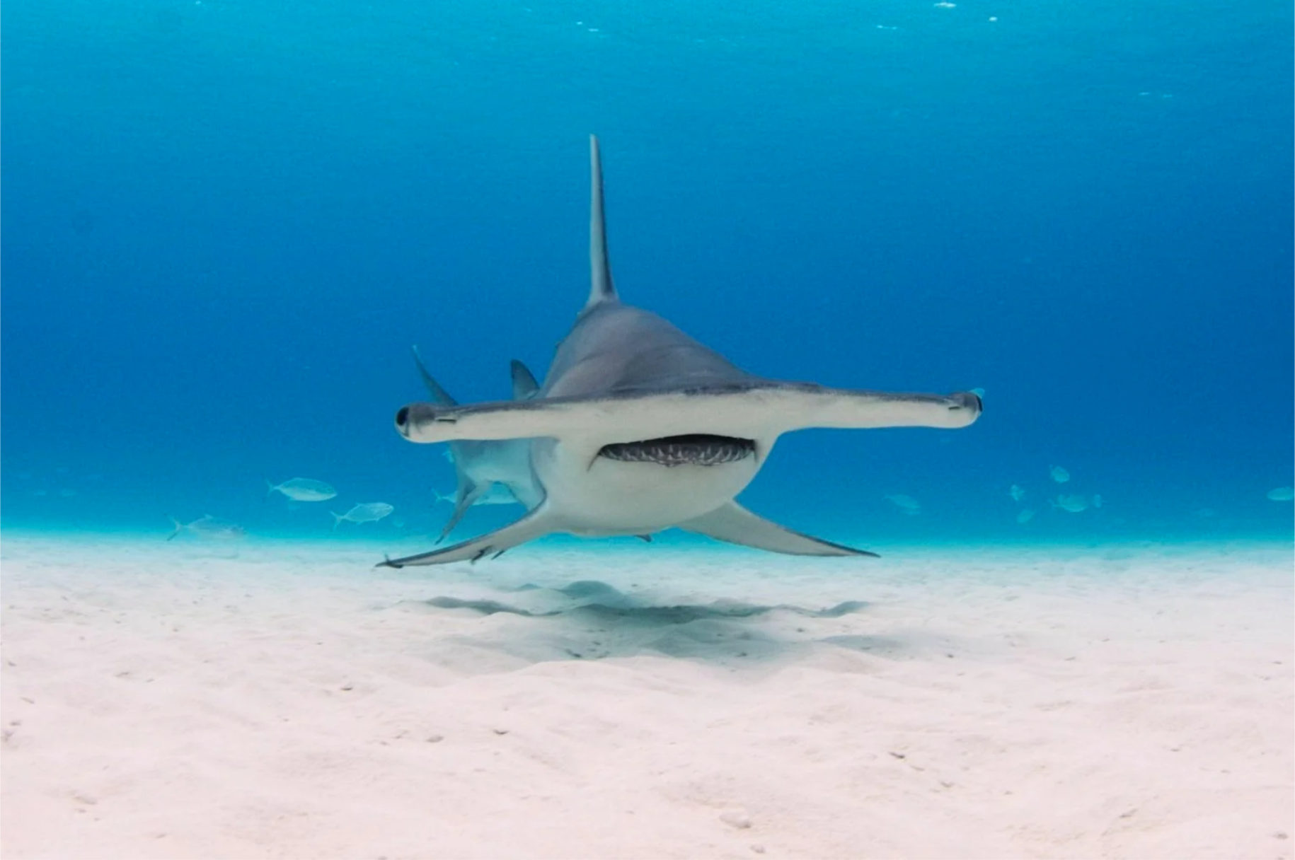 Screenshot 2026-01-21 at 4.47.58 PM.png