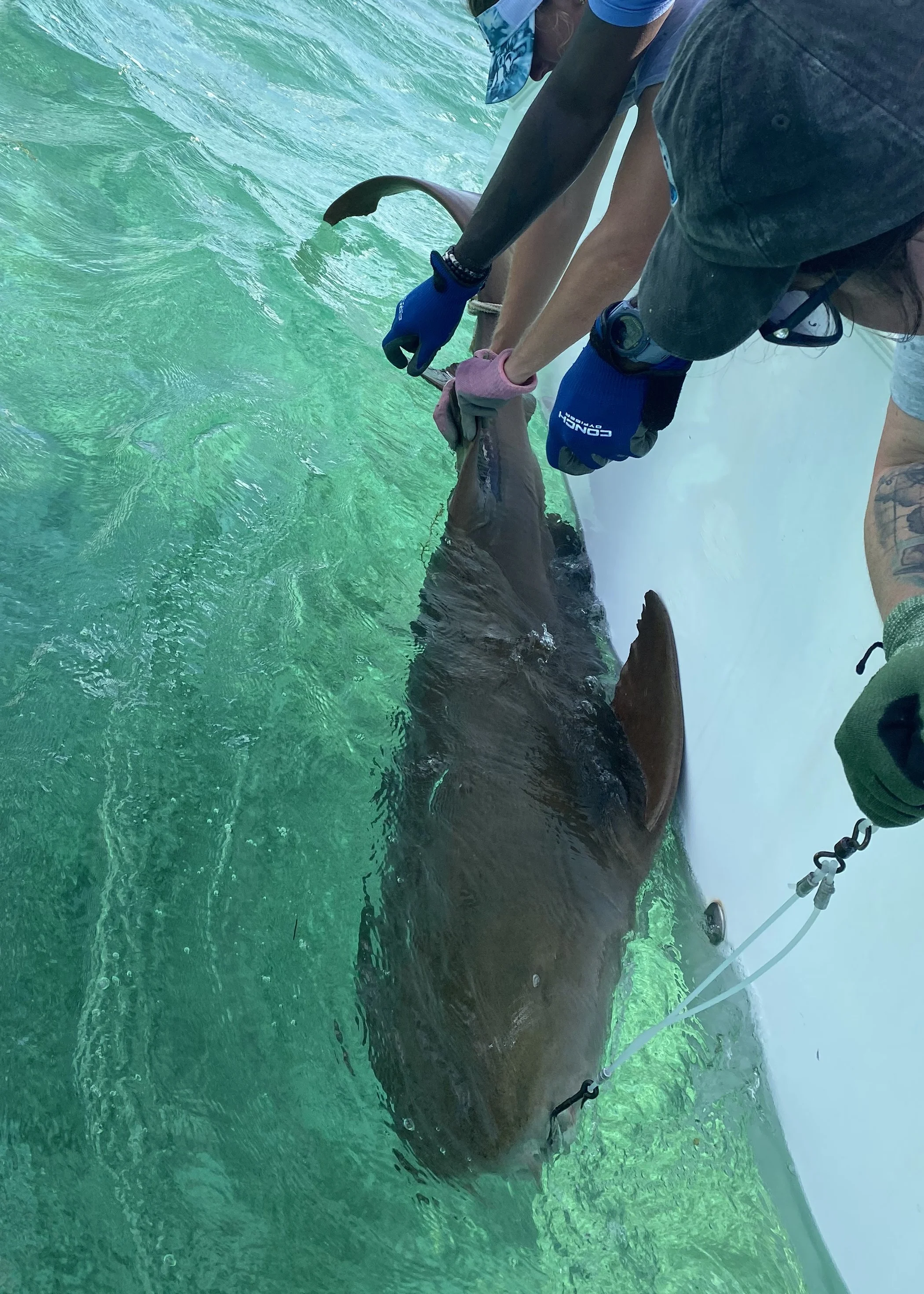 Nurse Shark Adoption
