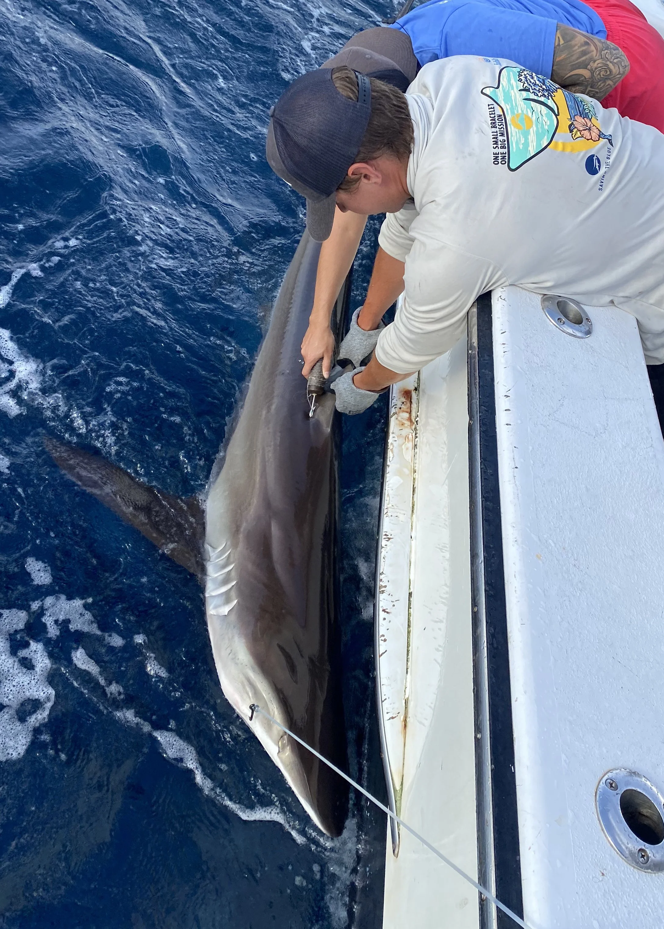 Silky Shark Adoption