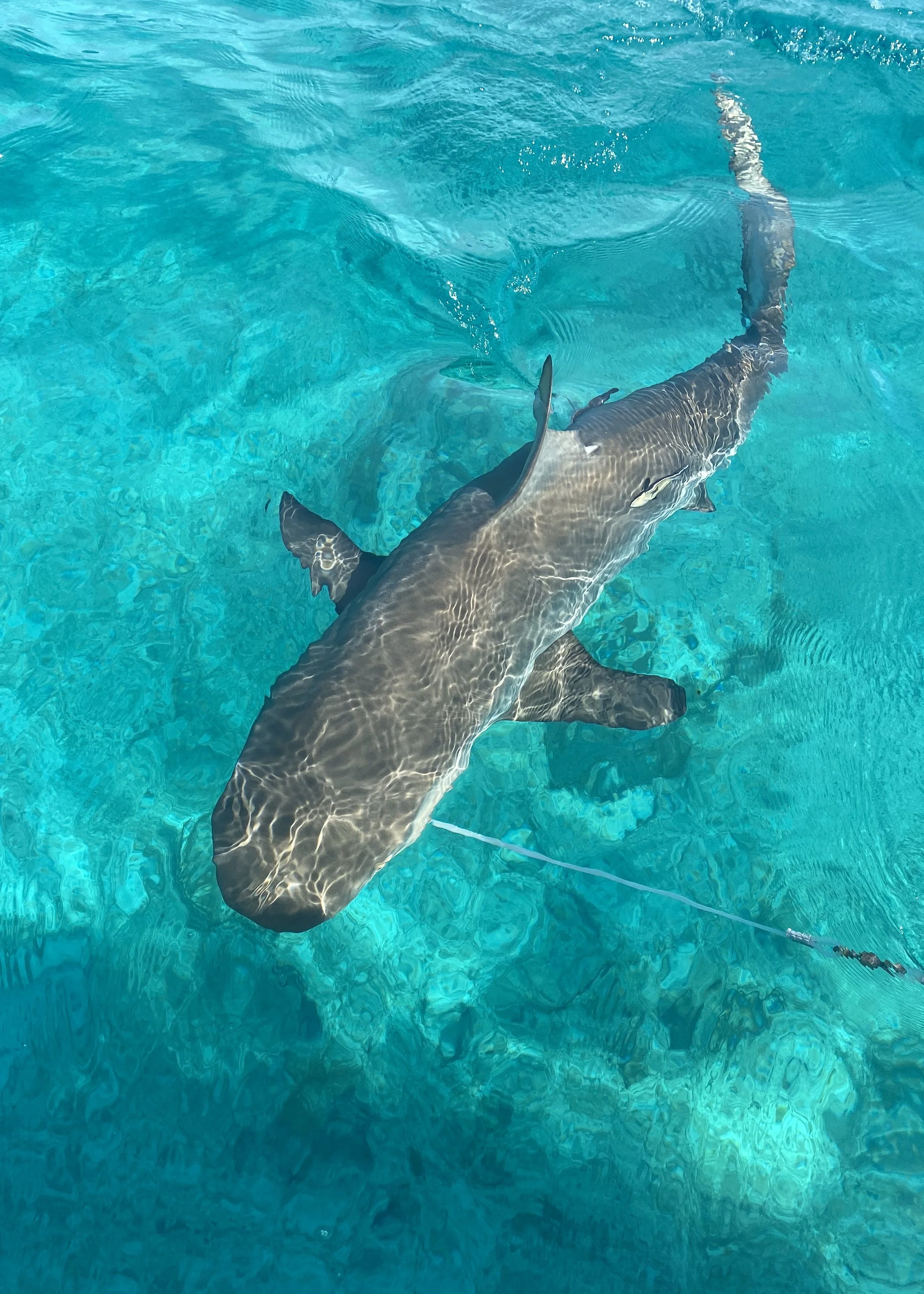 Reef Shark Adoption