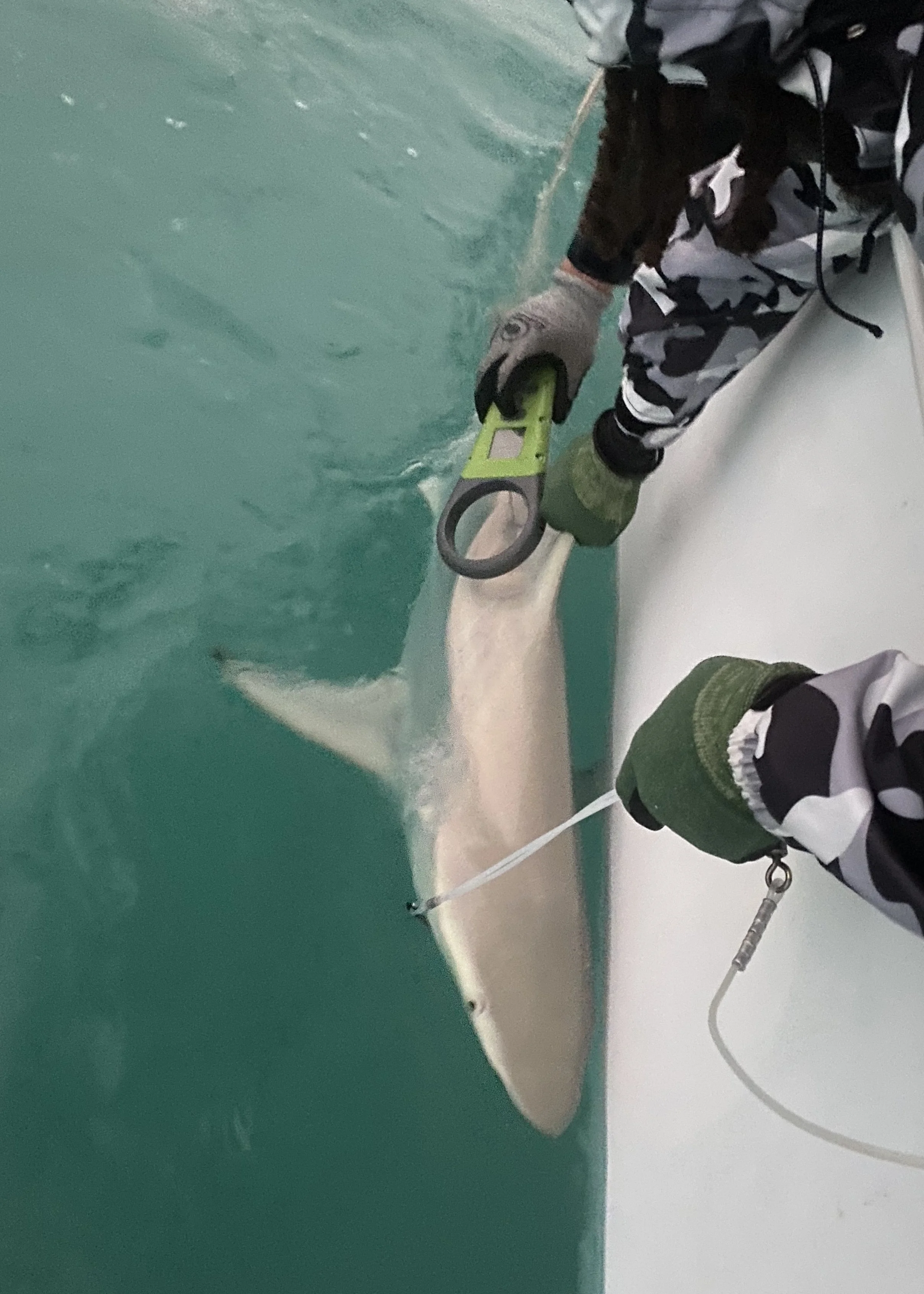 Blacktip Shark Adoption