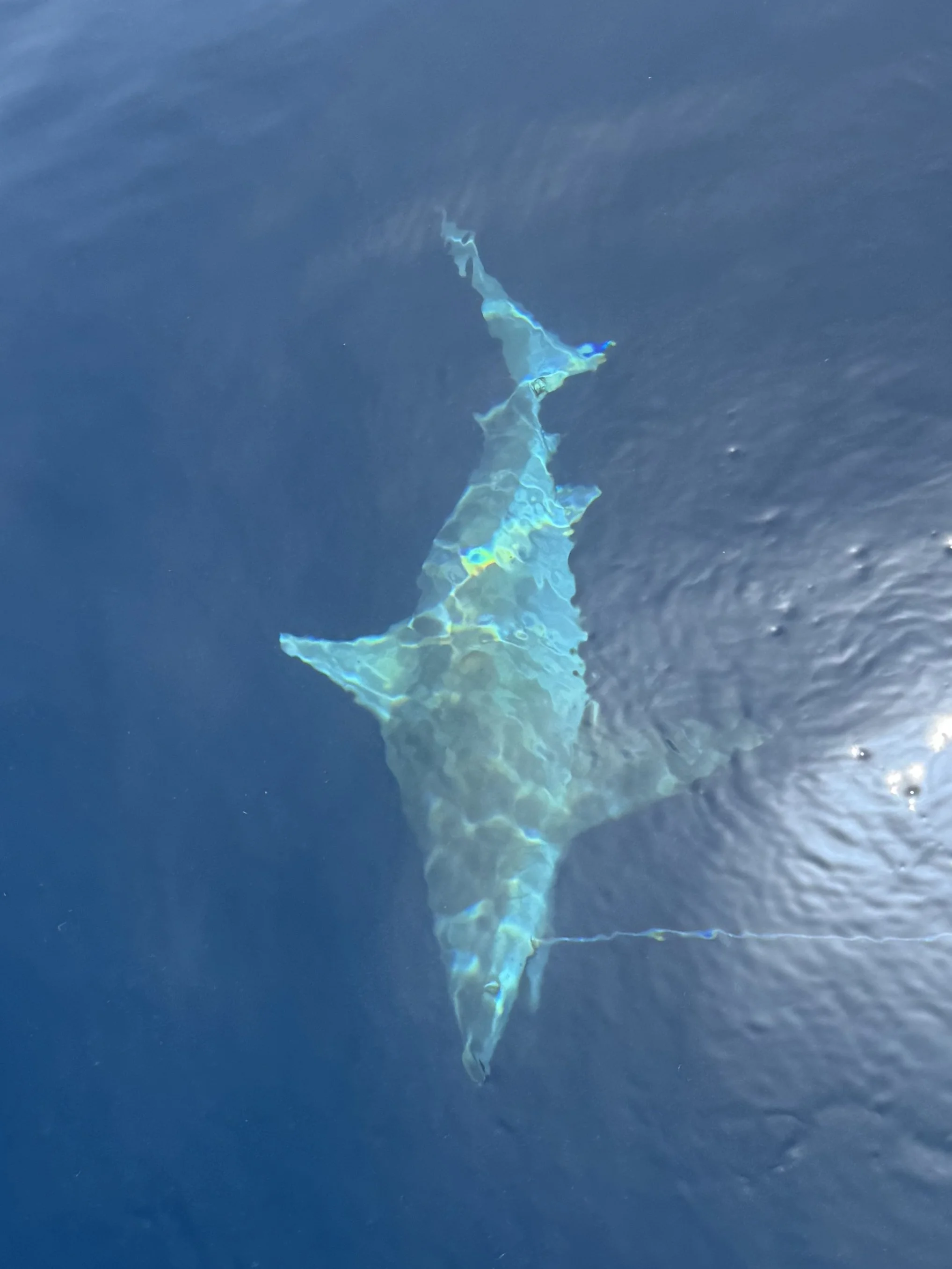 Sandbar Shark Adoption