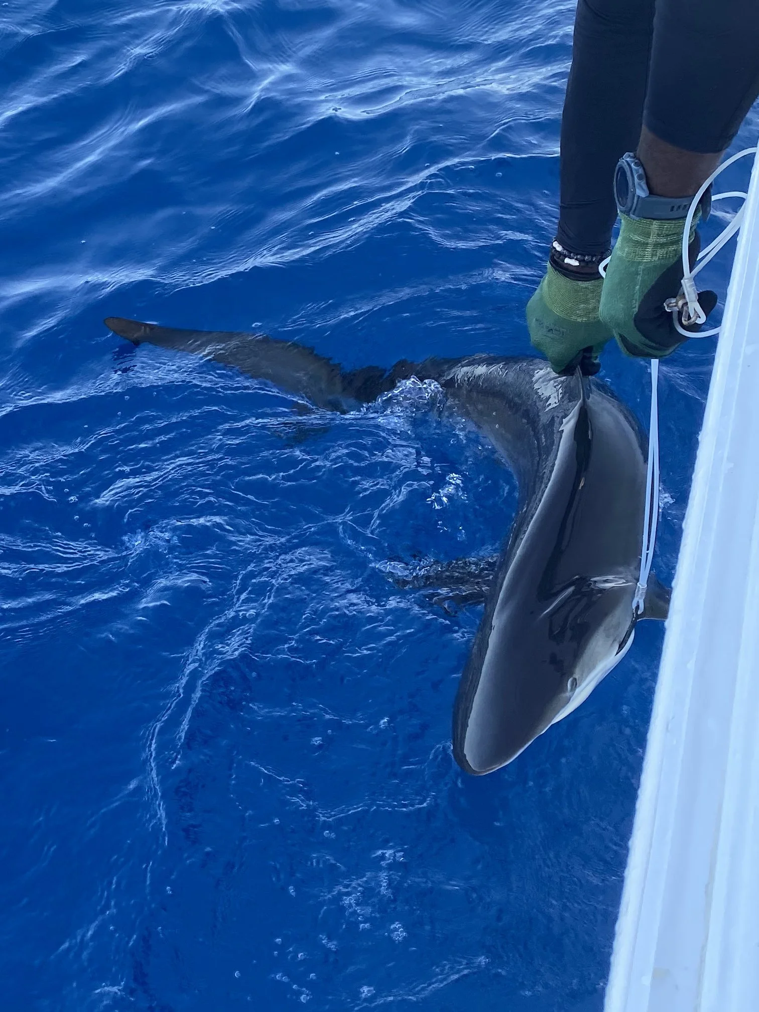 Silky Shark Adoption