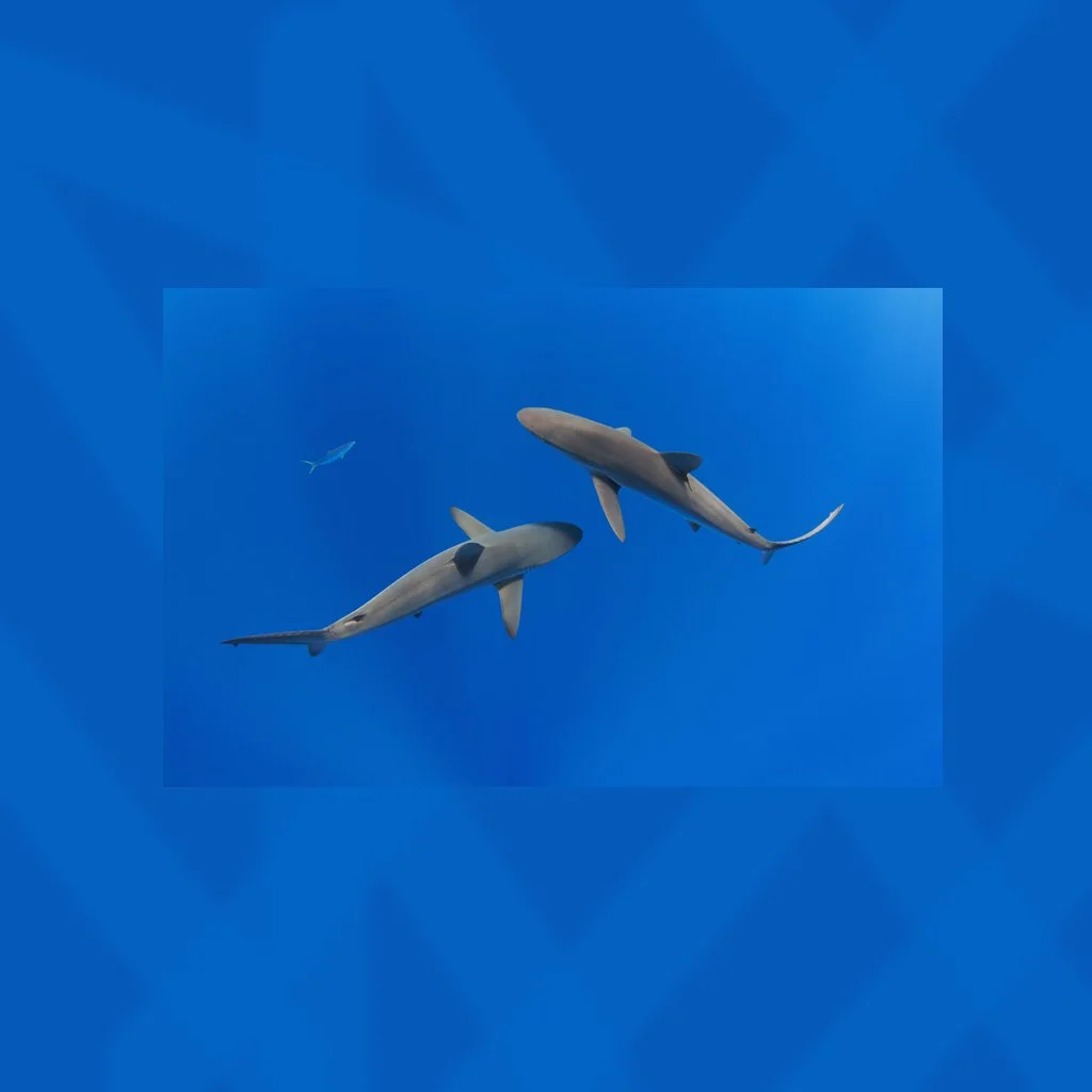 STB New.jpg
