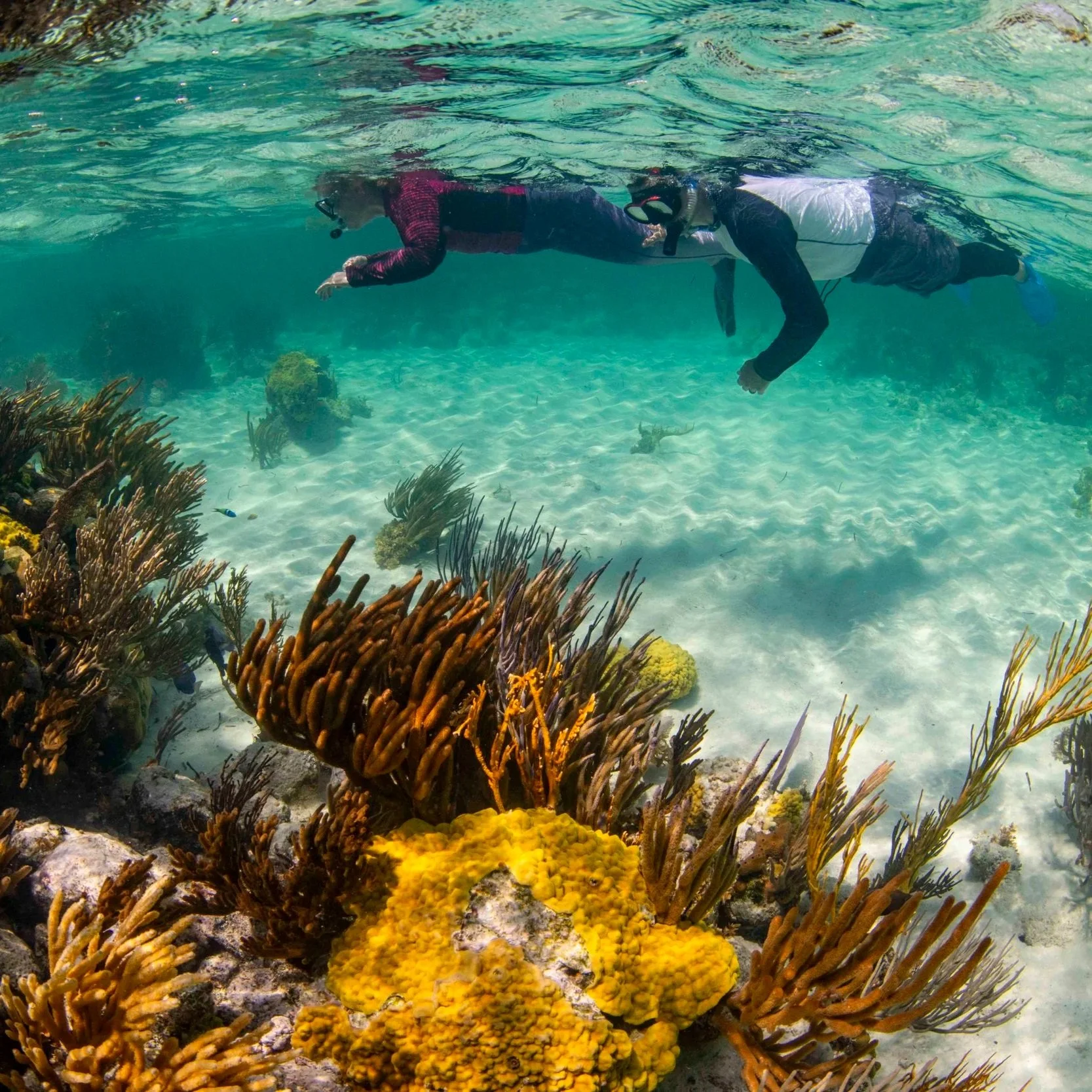 _DSC18Lori Ann Noordergraaf - Sharks - Shark - Donate - Donation - Obituary - Saving the Blue - Non Profit - Shark Research Station31.jpg