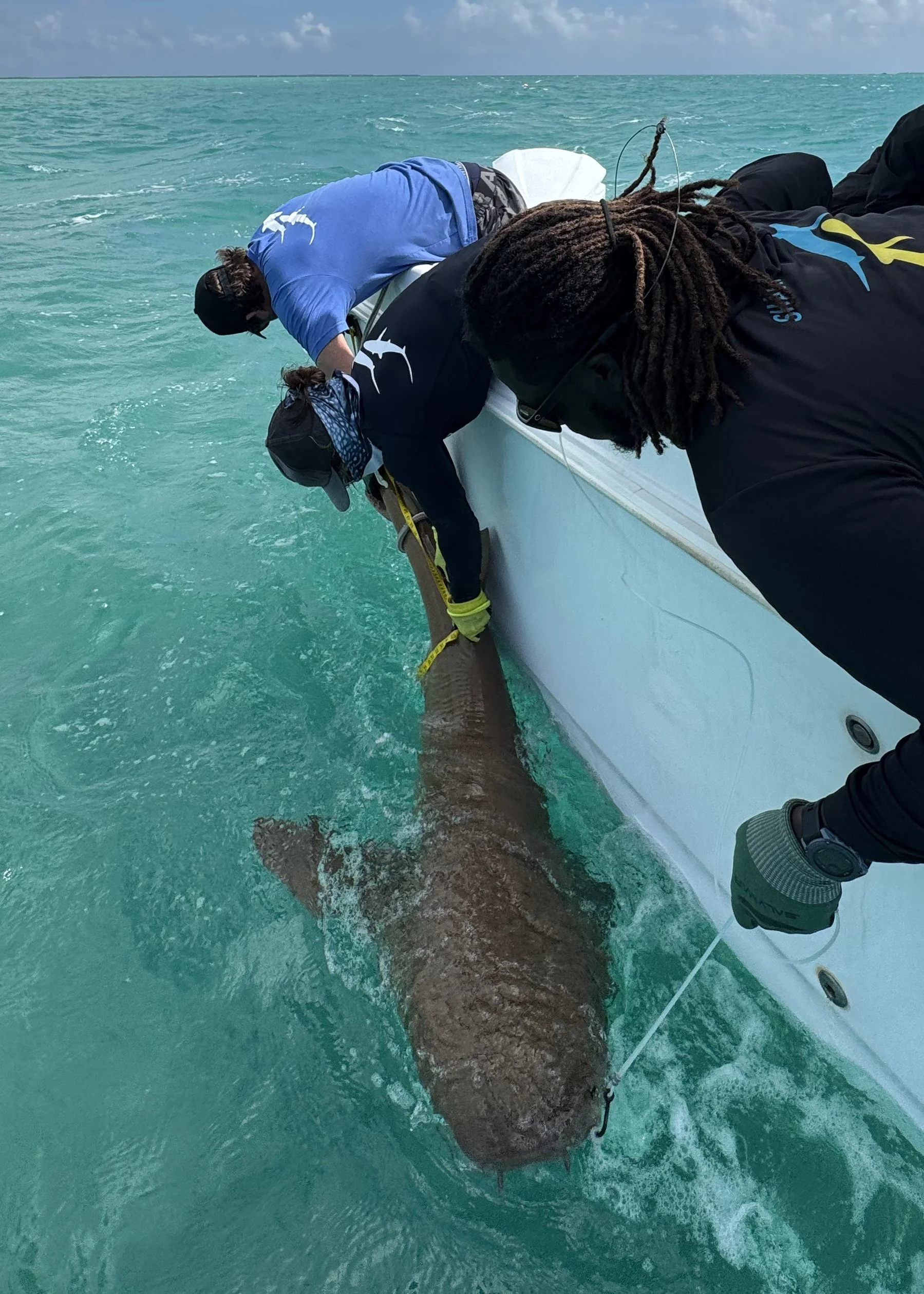 Nurse Shark - Female 220cm