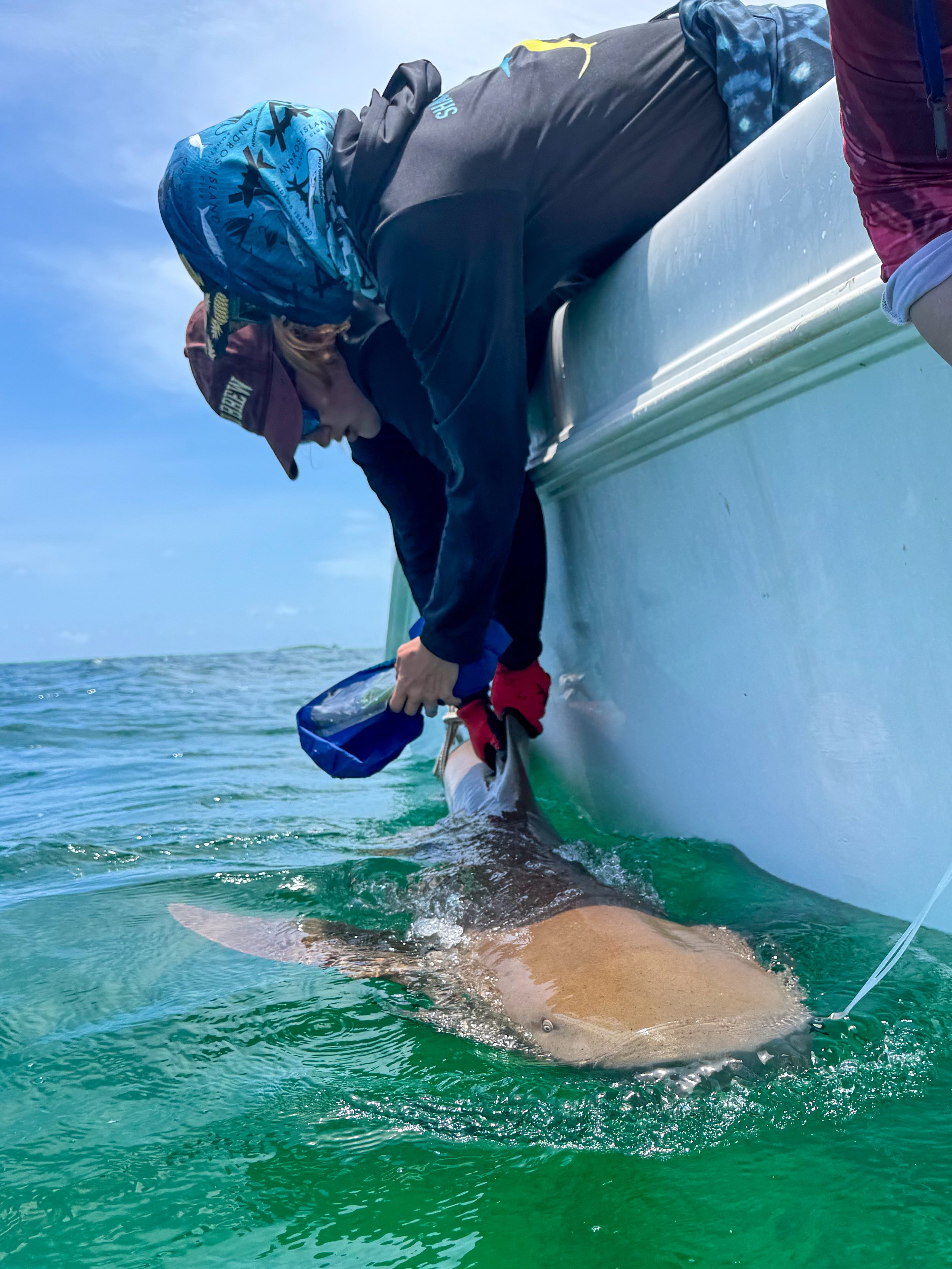 Saving the Blue - 501 c 3 - Nonprofit - Sharks - Shark - Shark Tag - Shark Tagging - Marine Biology - Shark Research - Bahamas - Florida - Shark Researcher - Gabby Lozada - Shark Nonprofit - Help Sharks - Save Sharks - Hammerhead - Silky - Tiger