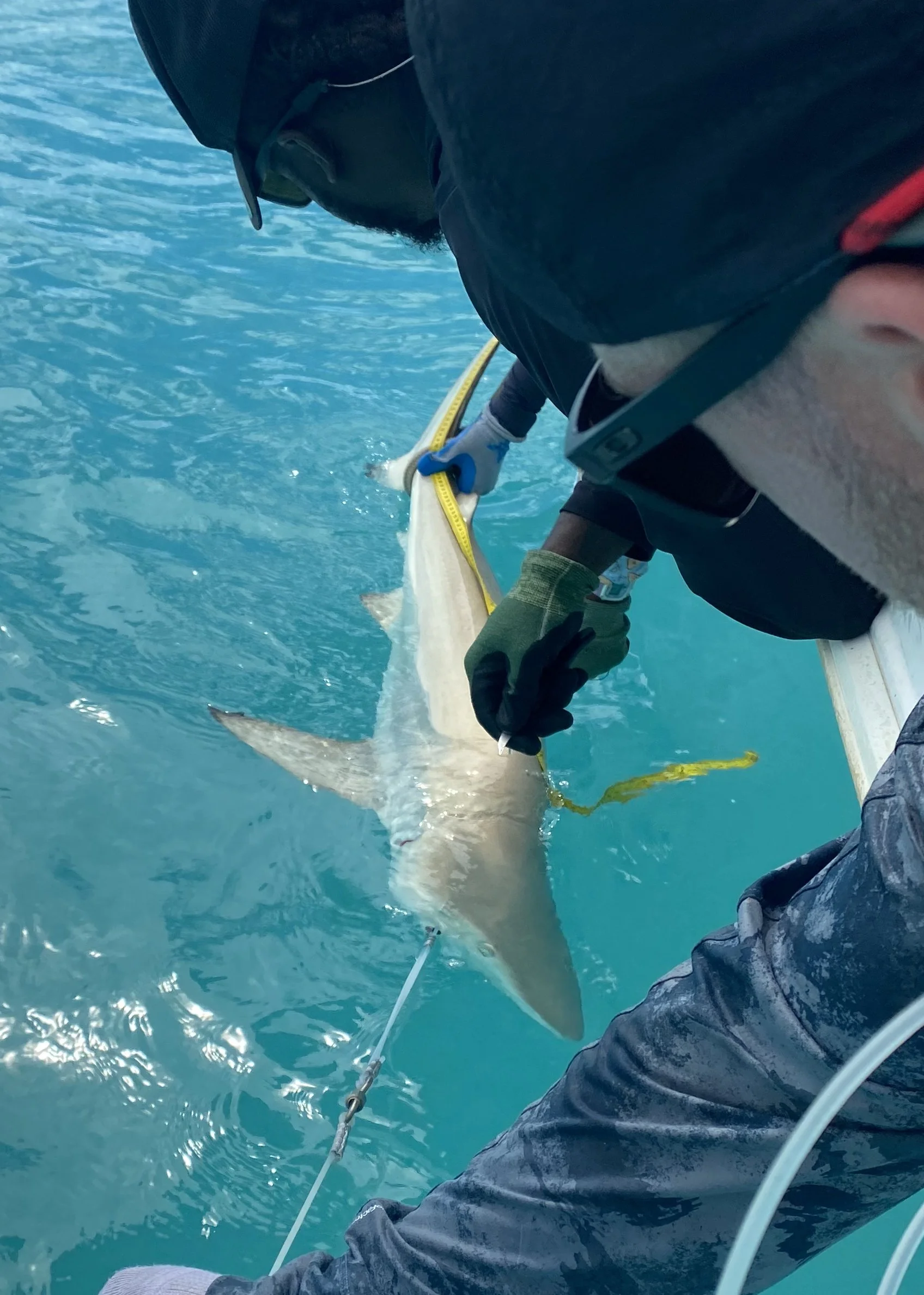 Blacktip Shark - Female 140cm