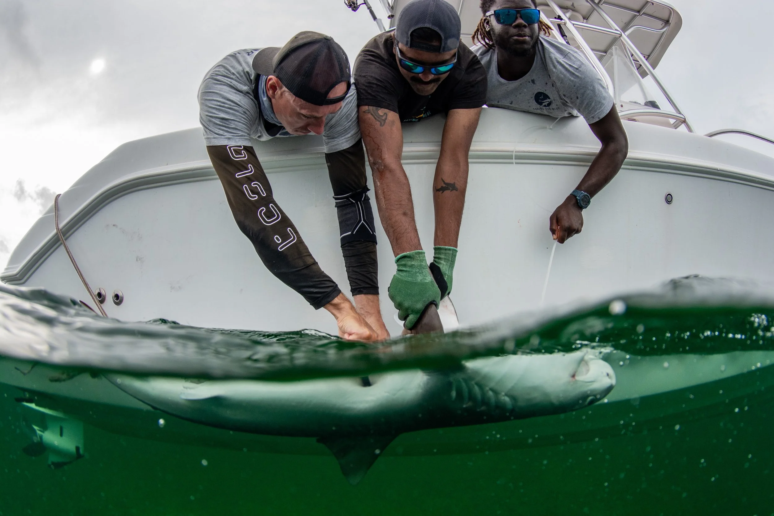 Tiger Shark Adoption