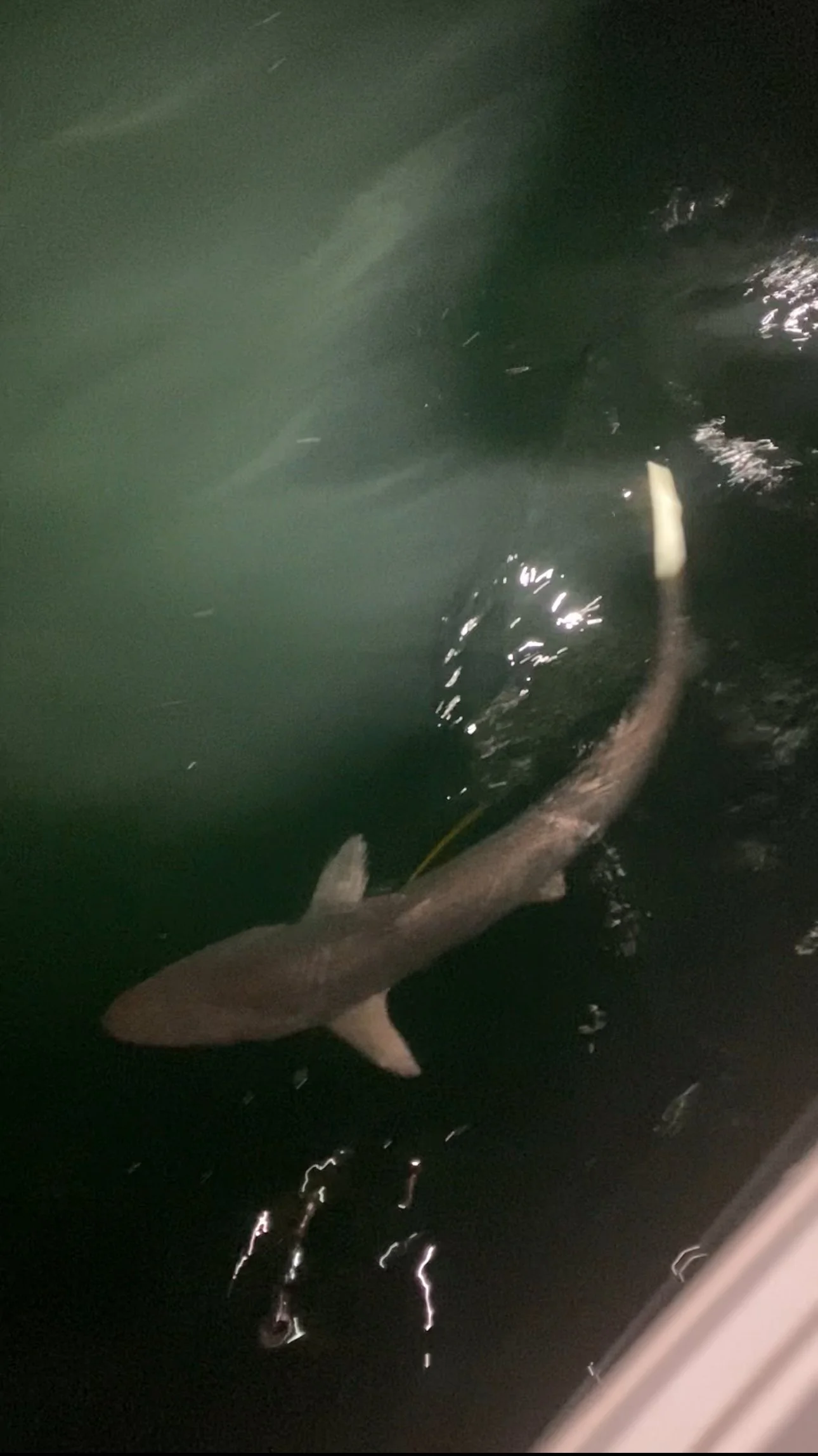 Atlantic Sharpnose Shark Adoption