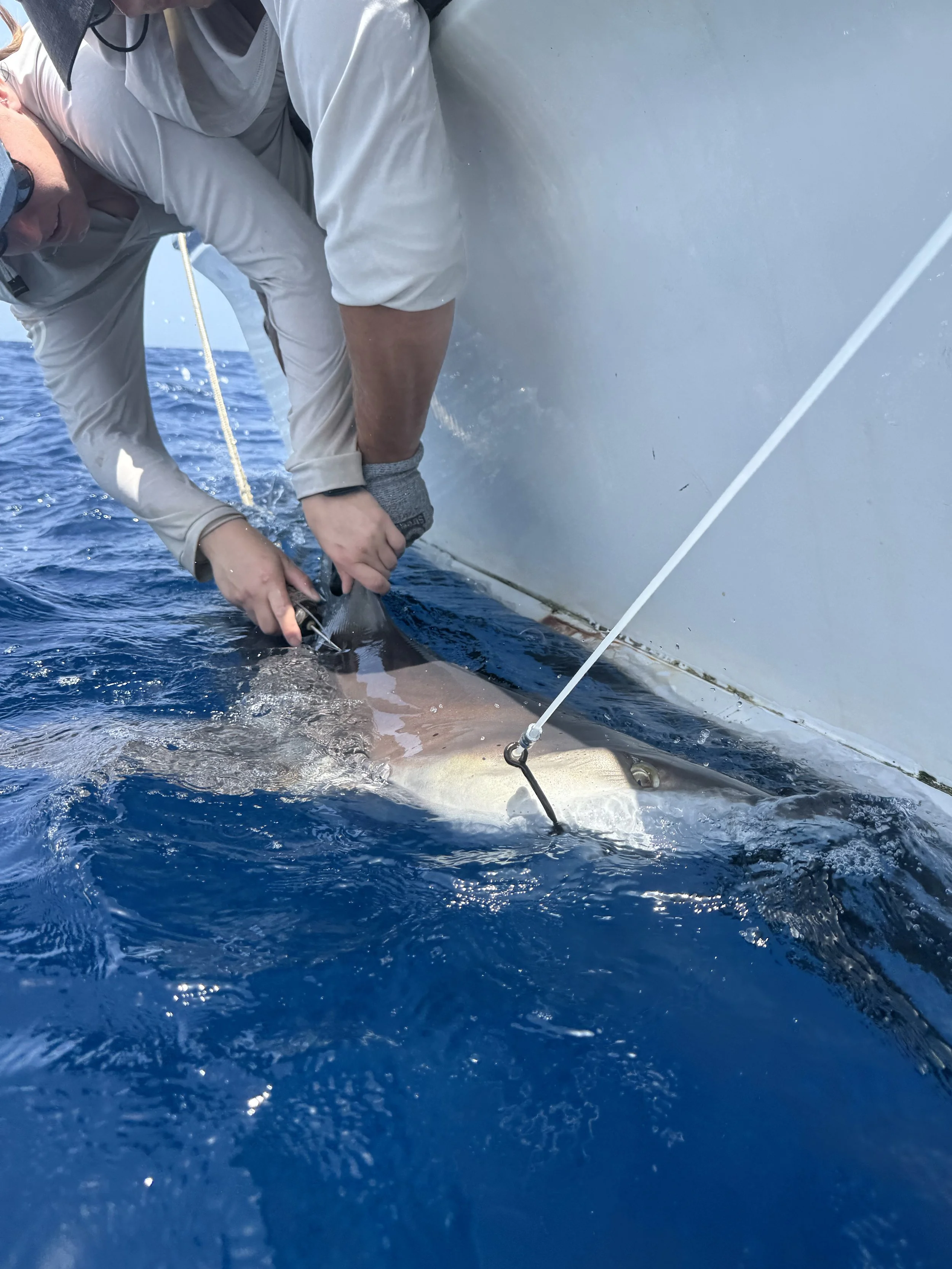 Sandbar Shark Adoption