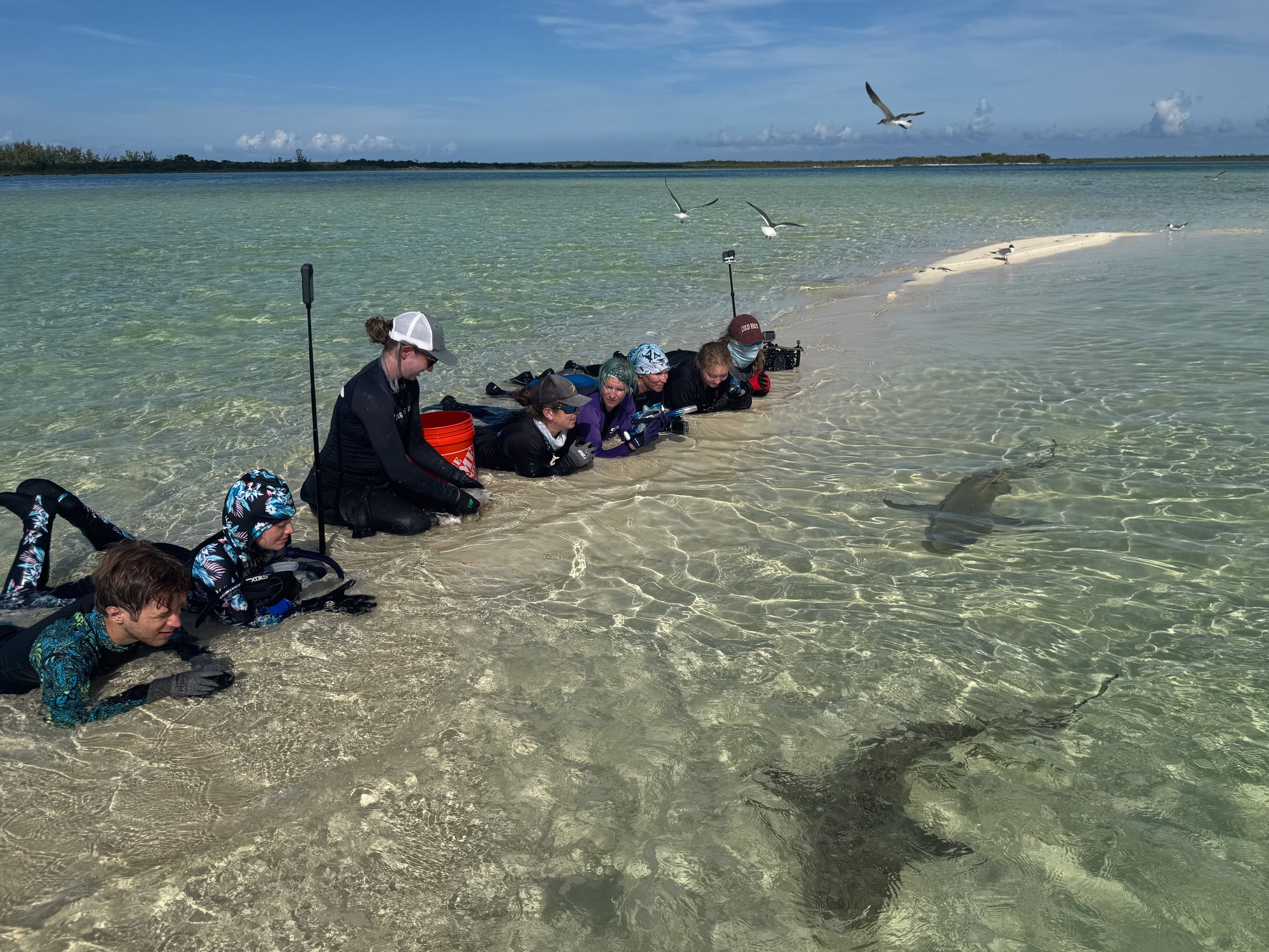 Saving the Blue - 501 c 3 - Nonprofit - Sharks - Shark - Shark Tag - Shark Tagging - Marine Biology - Shark Research - Bahamas - Florida - Shark Researcher - Gabby Lozada - Shark Nonprofit - Help Sharks - Save Sharks - Hammerhead - Silky - Tiger