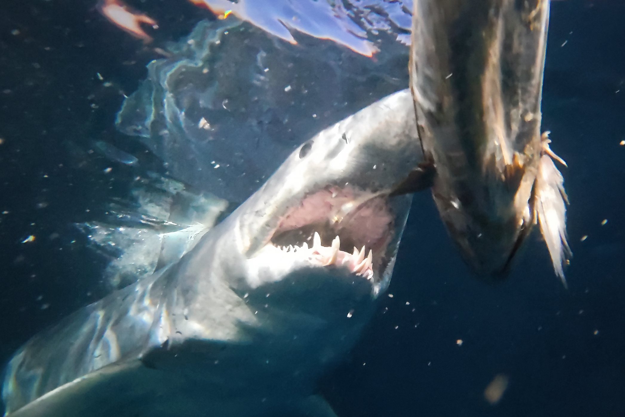 Saving the Blue - Shark Week 2026 - White Shark - Mako - Tristan Guttridge - Sharks - Shark - Shark Clothing - Fish - Shark Week - Research - Worlds Biggest Mako - Keith Poe - Kendyl Berna - Clara Calatayud