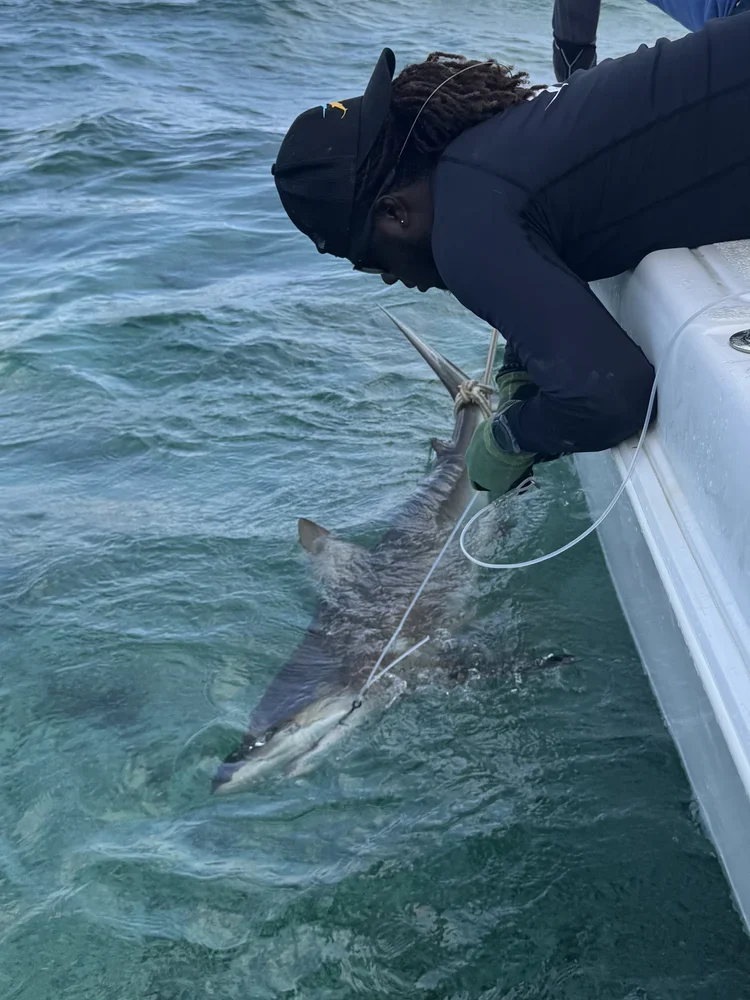 Saving+the+Blue+-+501+c+3+-+Nonprofit+-+Sharks+-+Shark+-+Shark+Tag+-+Shark+Tagging+-+Marine+Biology+-+Shark+Research+-+Bahamas+-+Florida+-+Shark+Researcher+-+Shark+Clothing+-+Shark+Nonprofit+-+Help+Sharks+-+Save+Sharks+-+Hammerhead+-+Bull+.webp