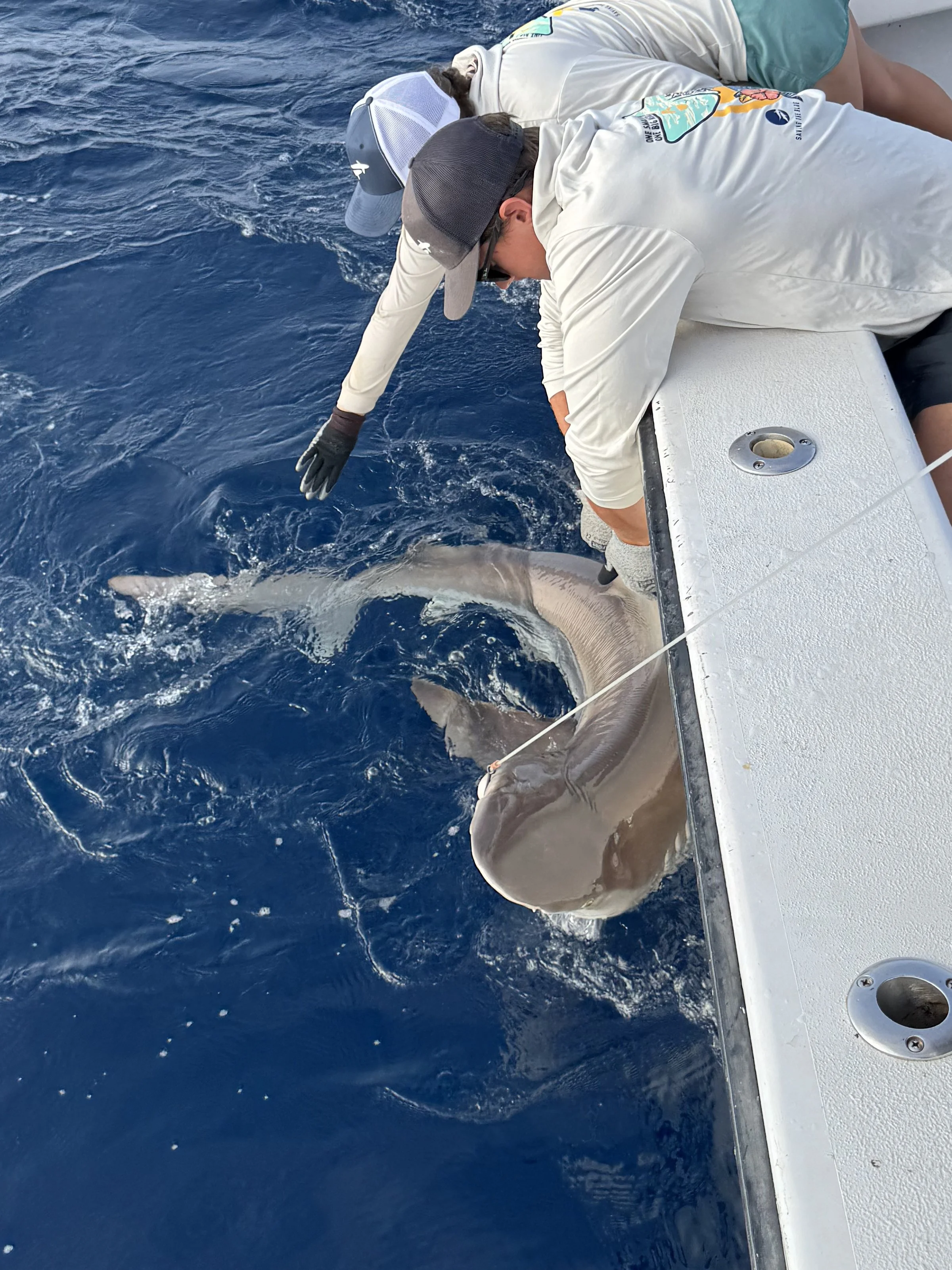 Sandbar Shark Adoption