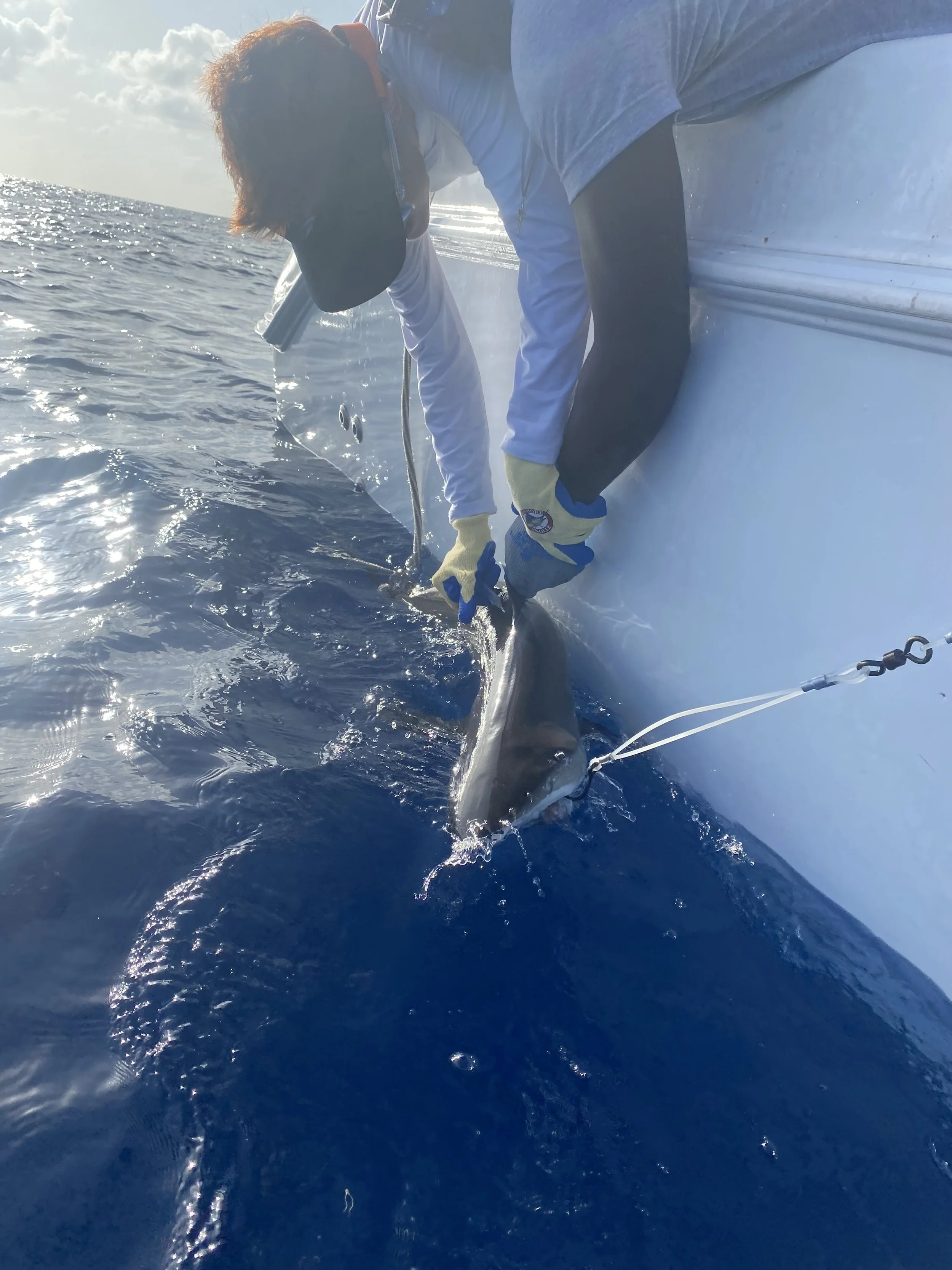 Saving the Blue - 501 c 3 - Nonprofit - Sharks - Shark - Shark Tag - Shark Tagging - Marine Biology - Shark Research - Bahamas - Florida - Shark Researcher - Beach Clean - Shark Nonprofit - Help Sharks - Save Sharks - Hammerhead - Sawfish - Tiger