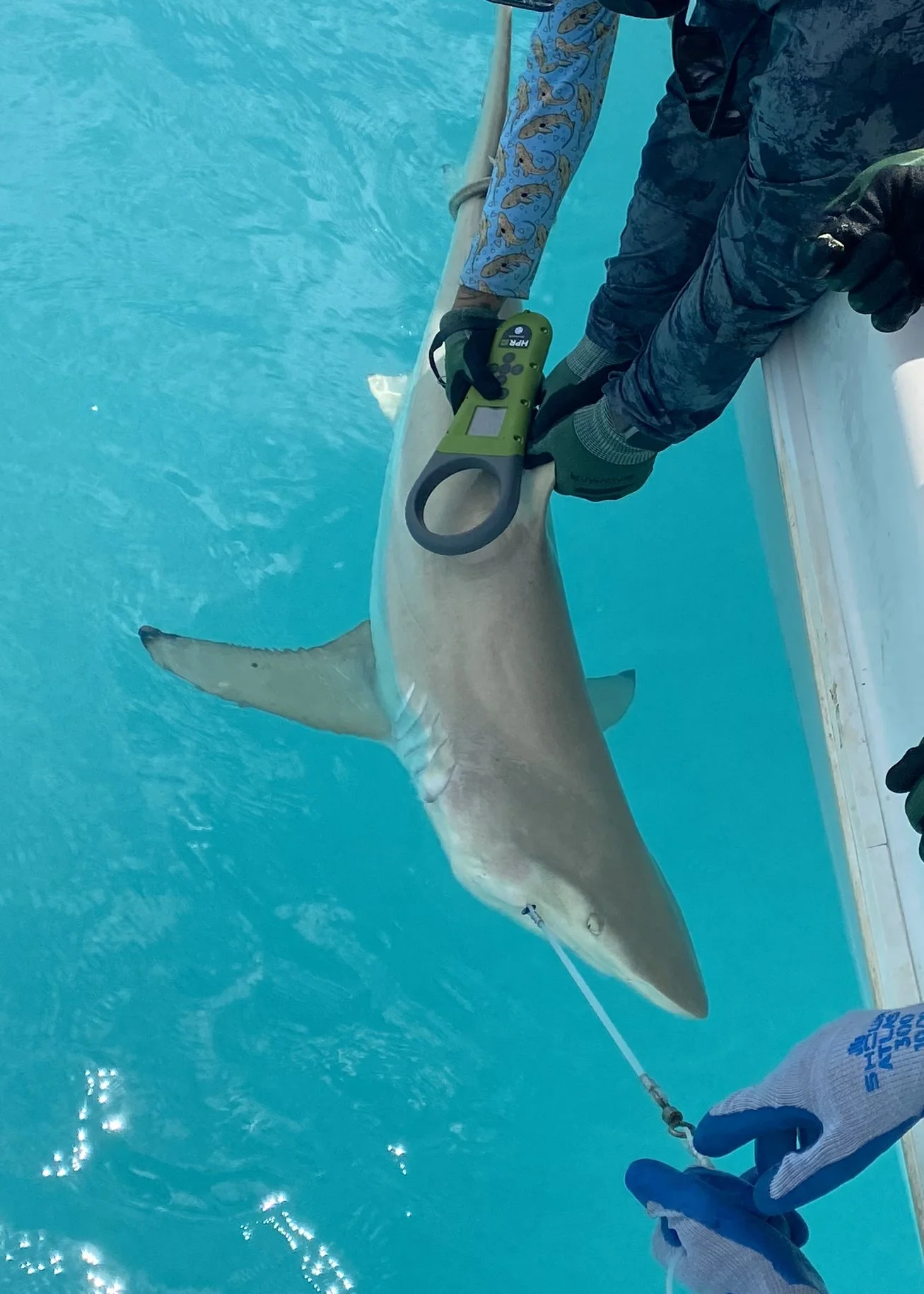 Blacktip Shark - Female 160cm
