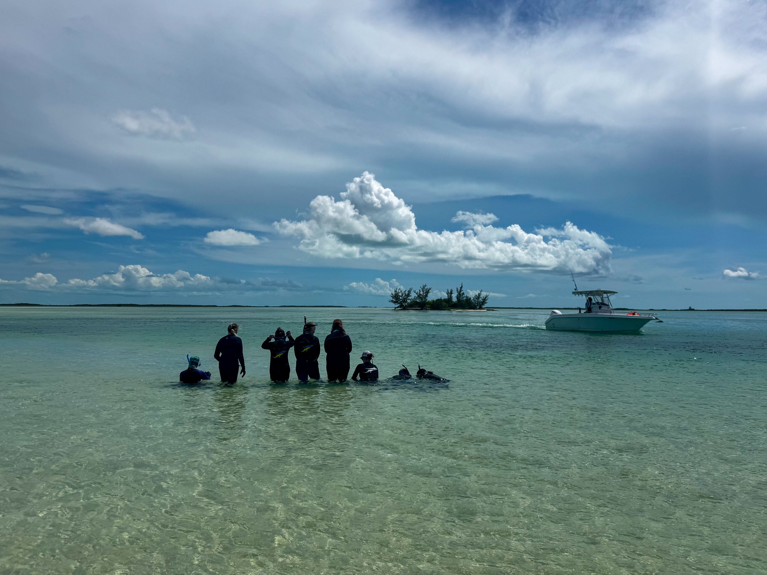 Saving the Blue - 501 c 3 - Nonprofit - Sharks - Shark - Shark Tag - Shark Tagging - Marine Biology - Shark Research - Bahamas - Florida - Shark Researcher - Gabby Lozada - Shark Nonprofit - Help Sharks - Save Sharks - Hammerhead - Silky - Tiger