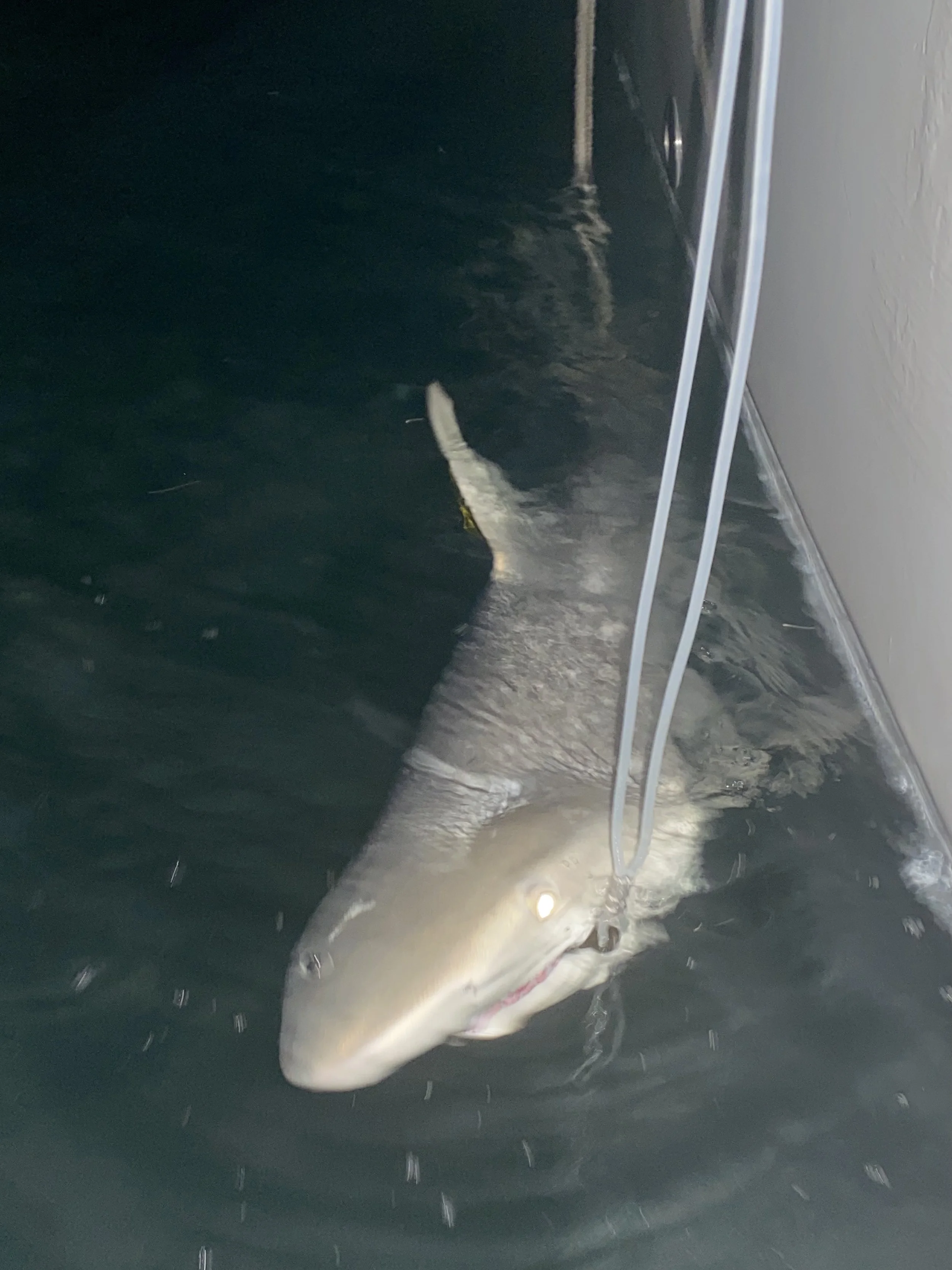 Blacktip Shark Adoption