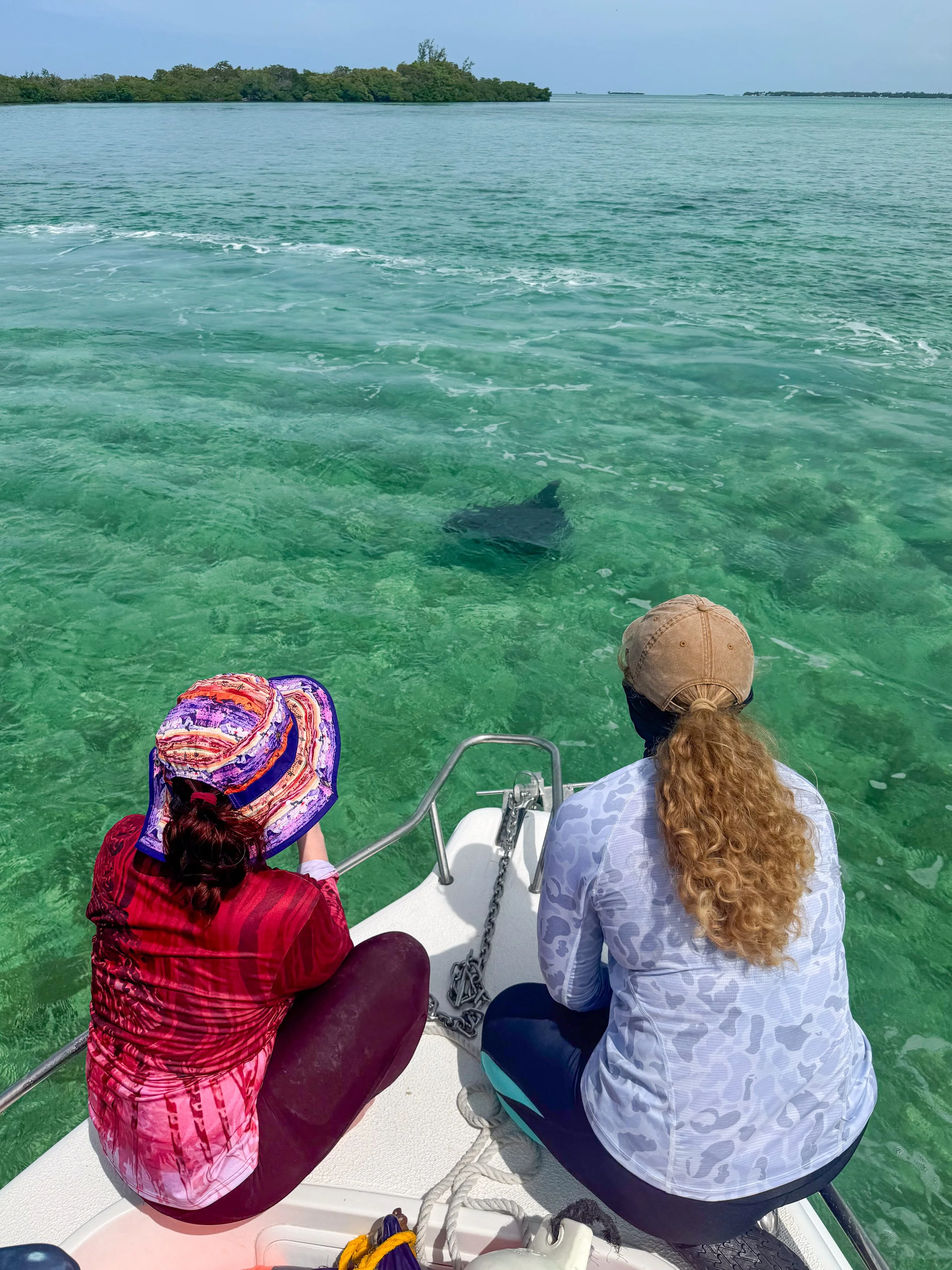 Saving the Blue - 501 c 3 - Nonprofit - Sharks - Shark - Shark Tag - Shark Tagging - Marine Biology - Shark Research - Bahamas - Florida - Shark Researcher - Beach Clean - Shark Nonprofit - Help Sharks - Save Sharks - Hammerhead - Sawfish - Tiger