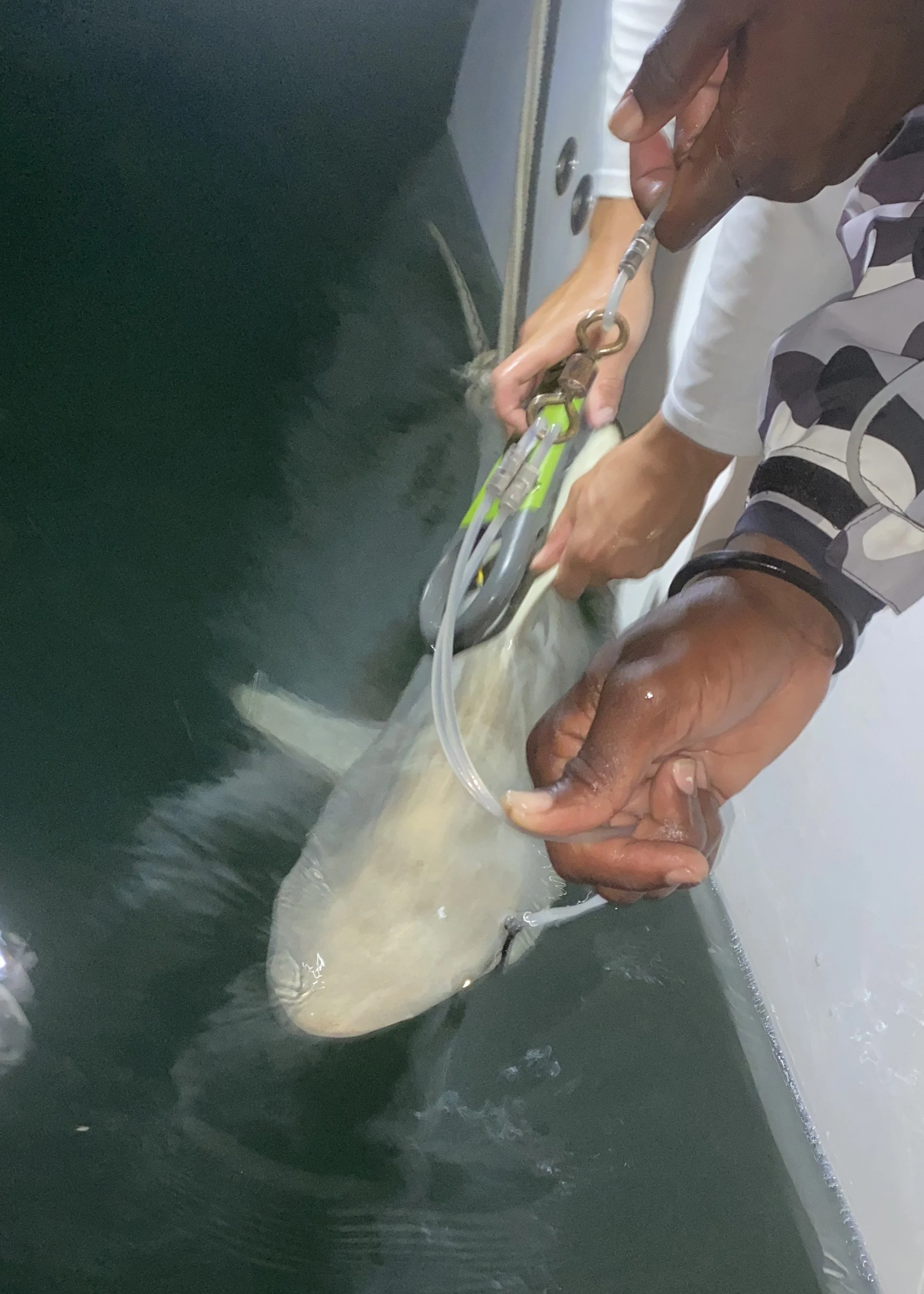 Blacktip Shark Adoption