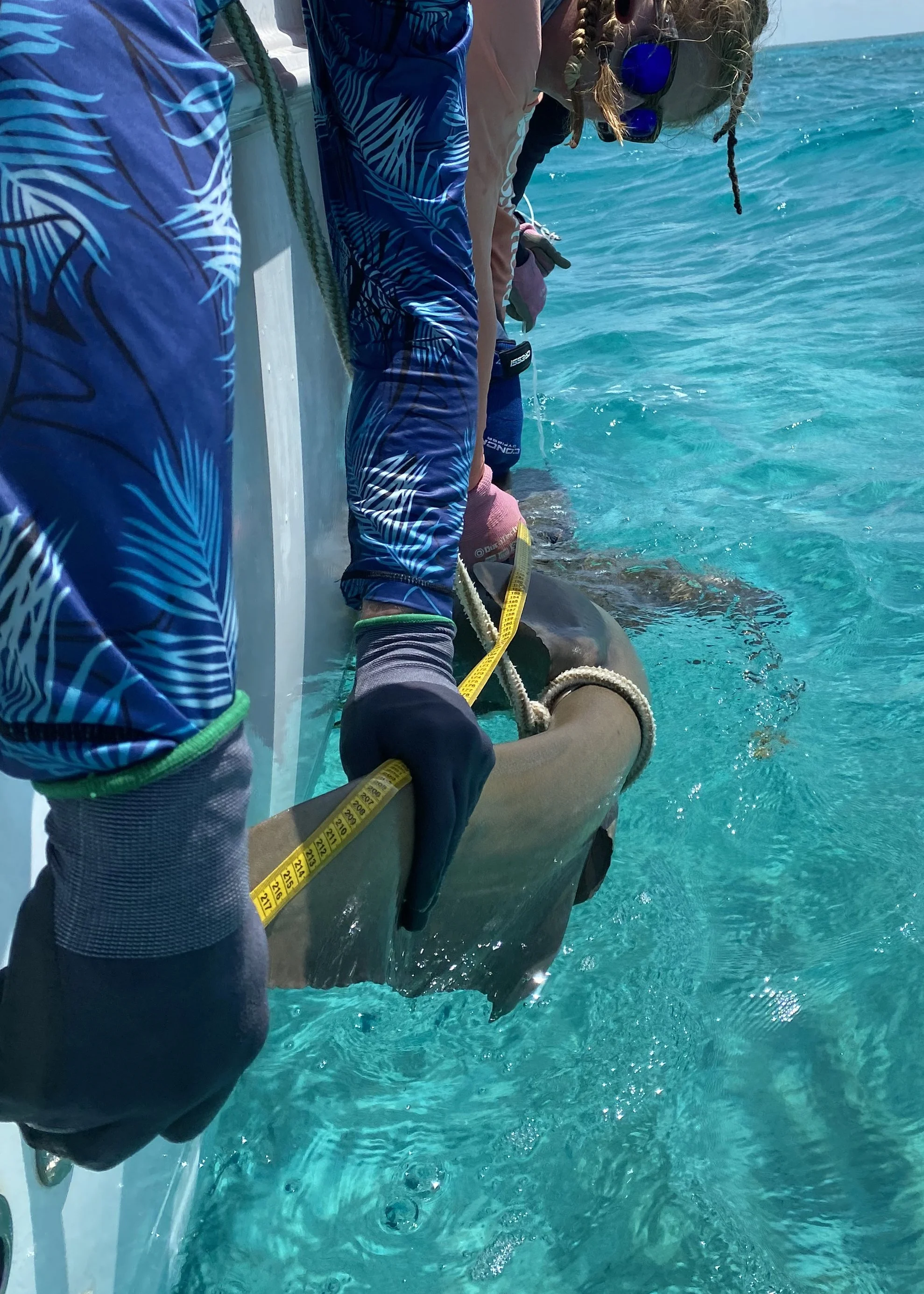 Nurse Shark Adoption