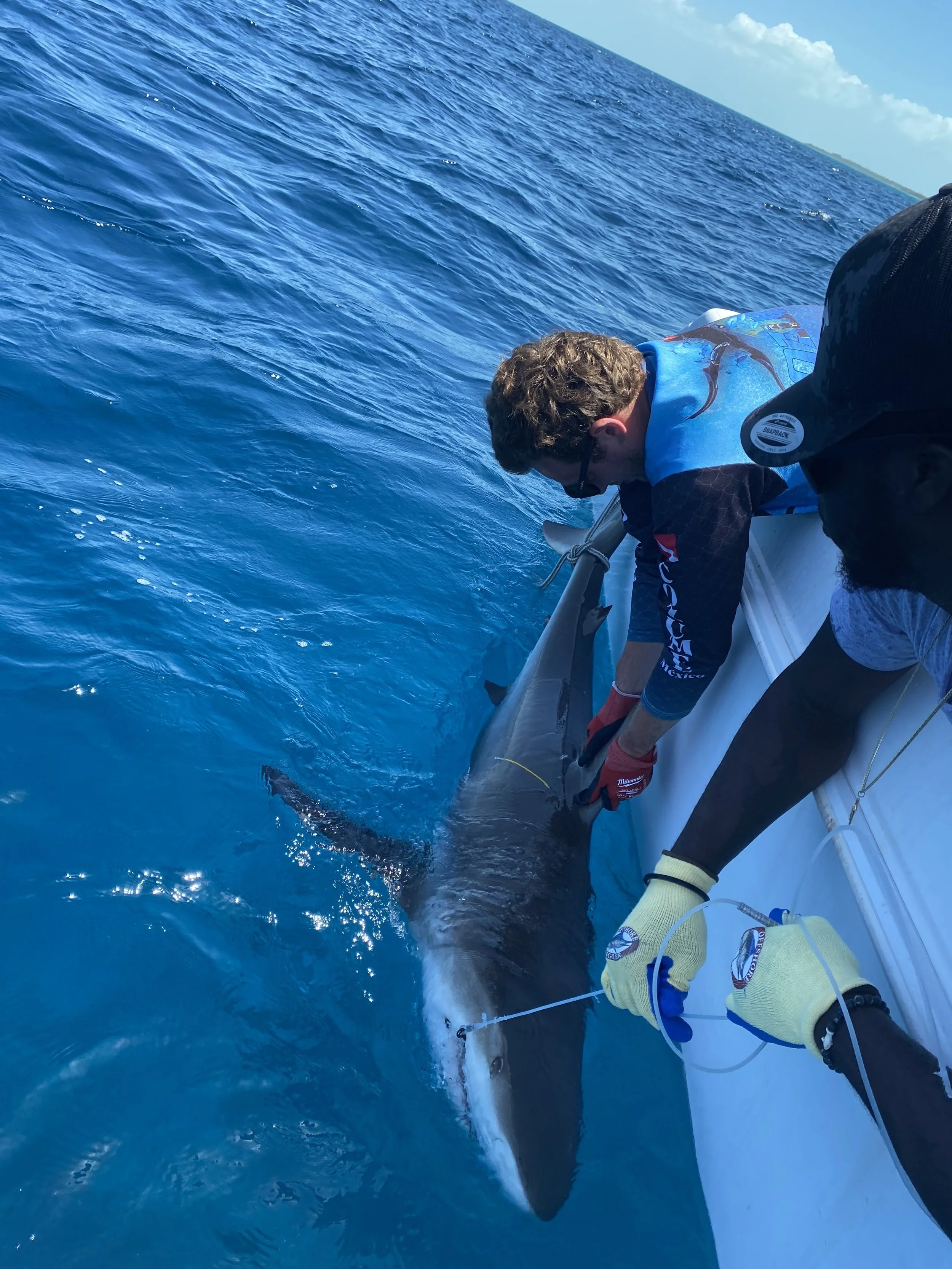 Saving the Blue - 501 c 3 - Nonprofit - Sharks - Shark - Shark Tag - Shark Tagging - Marine Biology - Shark Research - Bahamas - Florida - Shark Researcher - Beach Clean - Shark Nonprofit - Help Sharks - Save Sharks - Hammerhead - Sawfish - Tiger