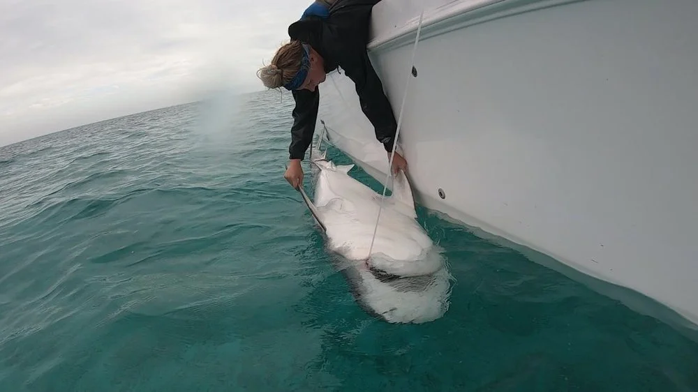 saving the blue - shark tagging - tiger shark - shark tag -  annie guttridge - shane molander  - shark -shark - fish - fishing - shark research - science - marine biology - andros - bahamas - pelagic - jupiter - florida - jupiter inlet