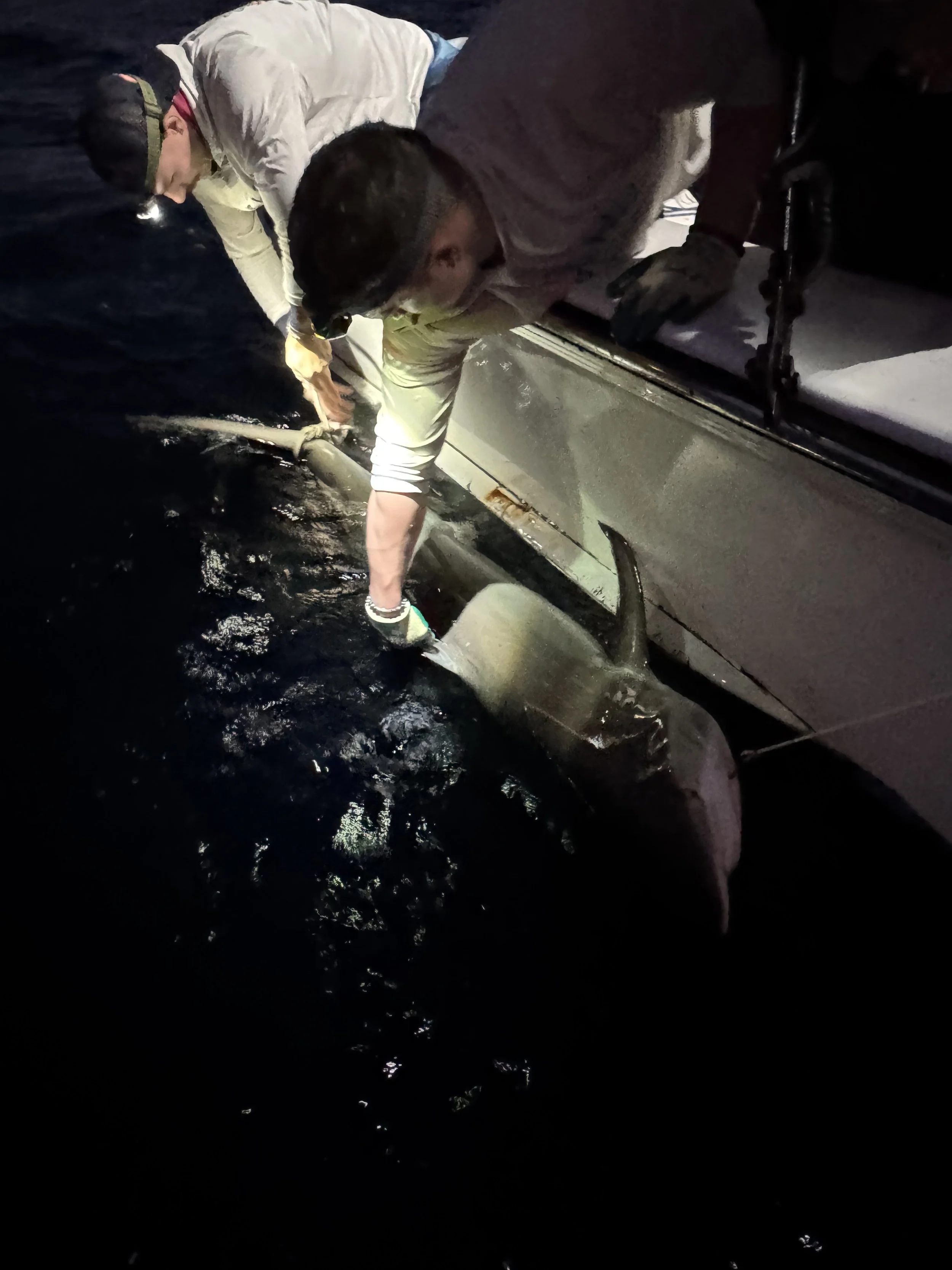 Silky Shark Adoption