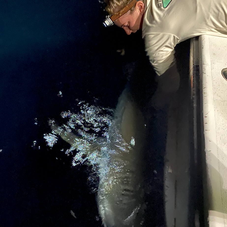 Saving the Blue - Fahlo - My Fahlo - Shark Tag - Shark Research - Shark Tagging - Shark Tracking - Non profit - Sharks  - Hammerhead - Shark - Silky Shark - Donate to Charity