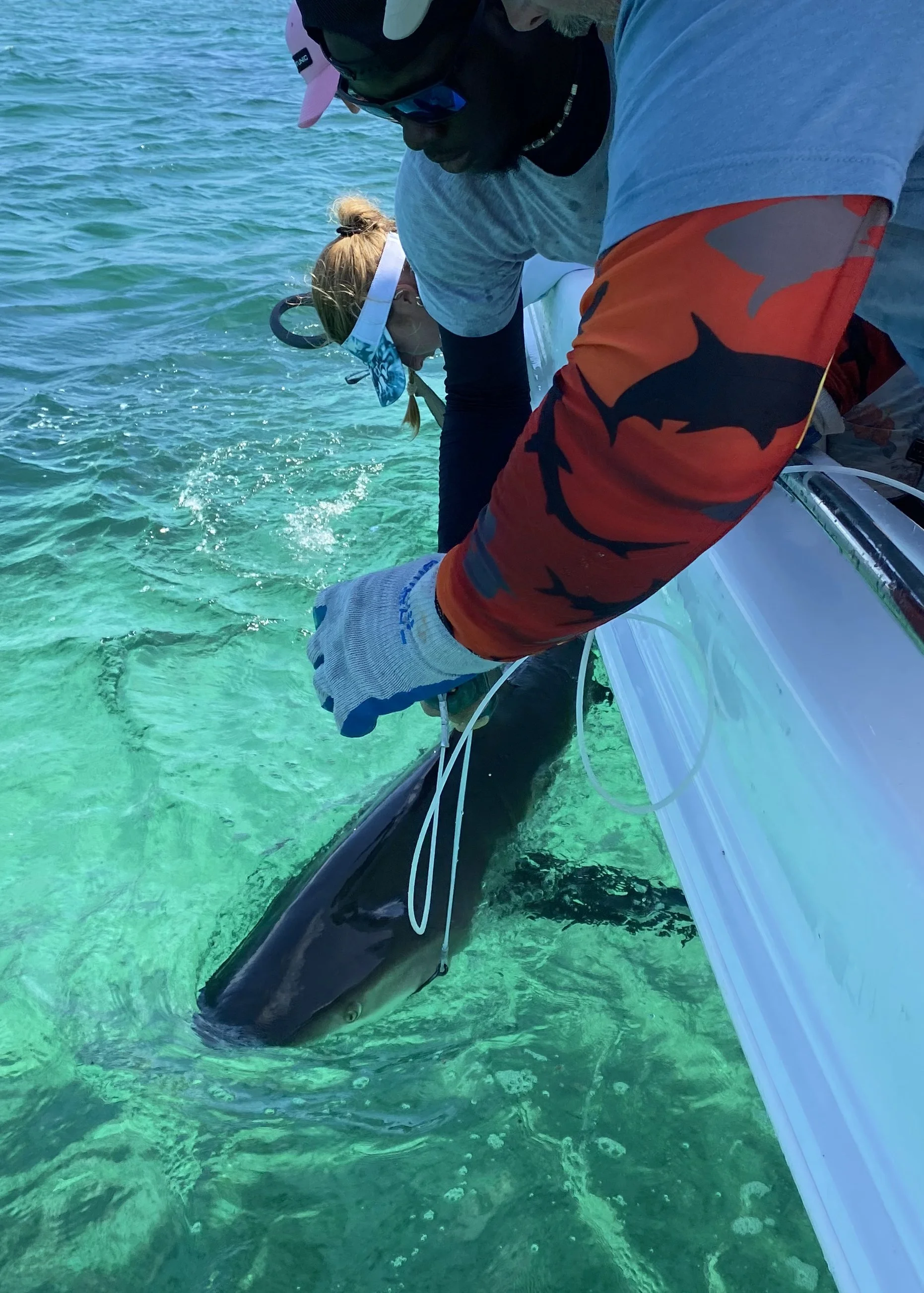 Reef Shark Adoption