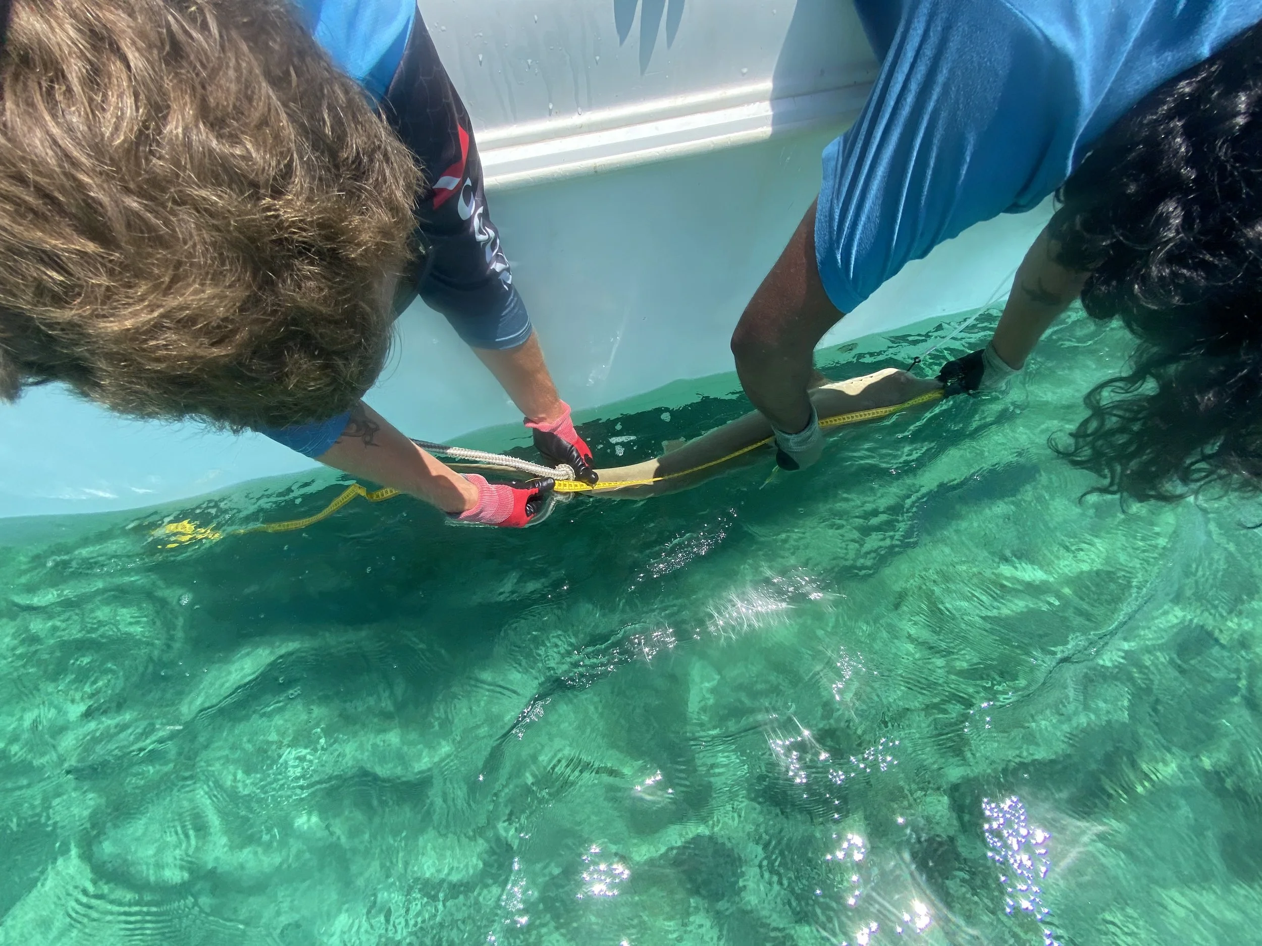 Saving the Blue - 501 c 3 - Nonprofit - Sharks - Shark - Shark Tag - Shark Tagging - Marine Biology - Shark Research - Bahamas - Florida - Shark Researcher - Beach Clean - Shark Nonprofit - Help Sharks - Save Sharks - Hammerhead - Sawfish - Tiger