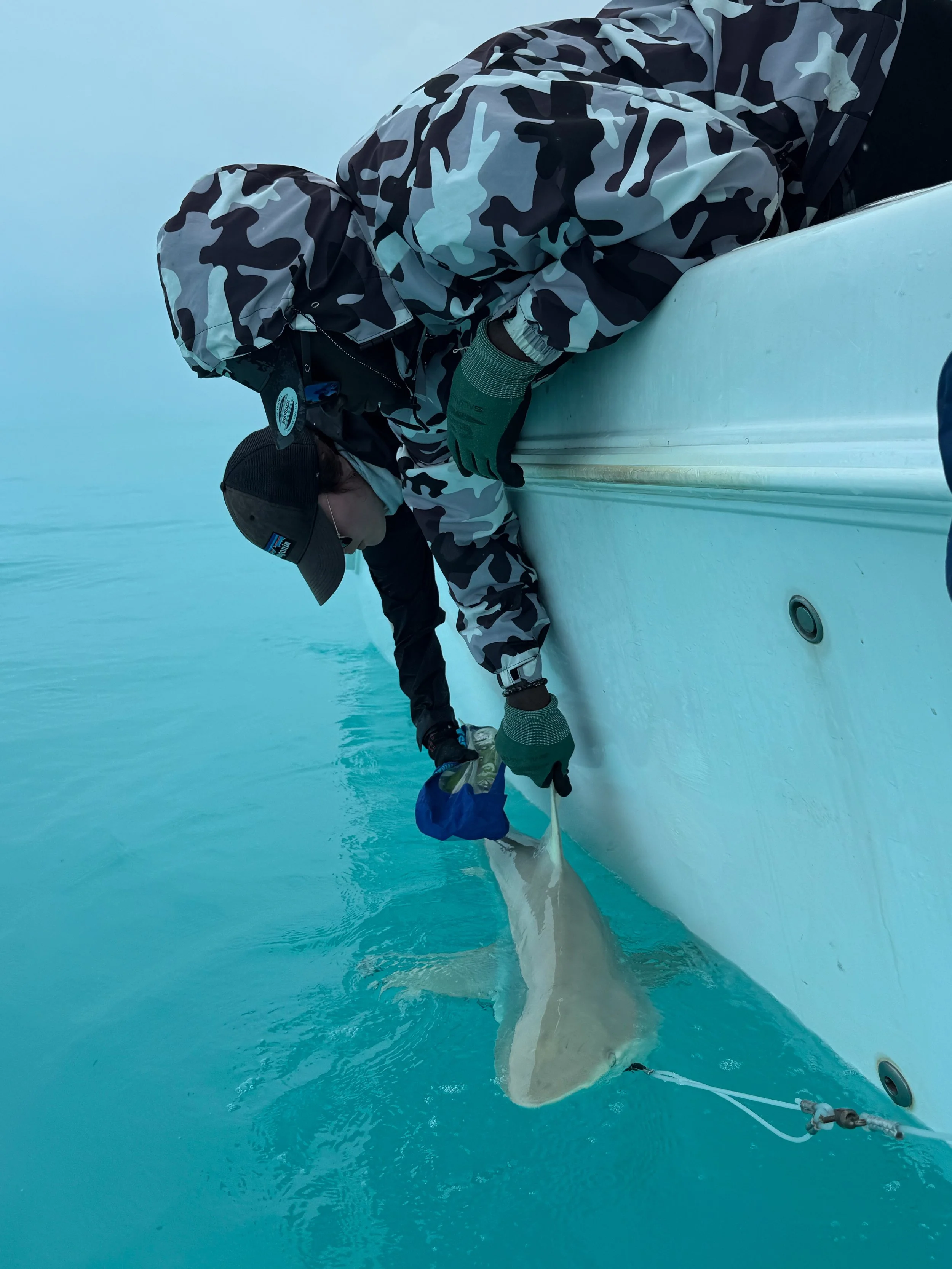 Saving the Blue - 501 c 3 - Nonprofit - Sharks - Shark - Shark Tag - Shark Tagging - Marine Biology - Shark Research - Bahamas - Florida - Shark Researcher - Gabby Lozada - Shark Nonprofit - Help Sharks - Save Sharks - Hammerhead - Sawfish - Tiger