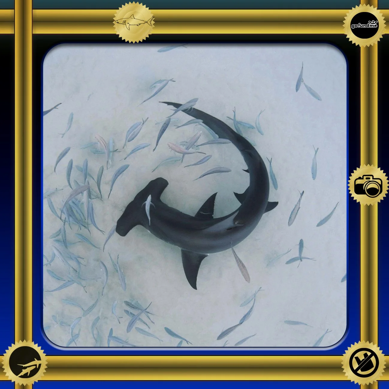 Saving the Blue - Ambassador - Save Sharks - Donation - Support - Nonprofit - Sharks - Research - Beach Clean - Conservation