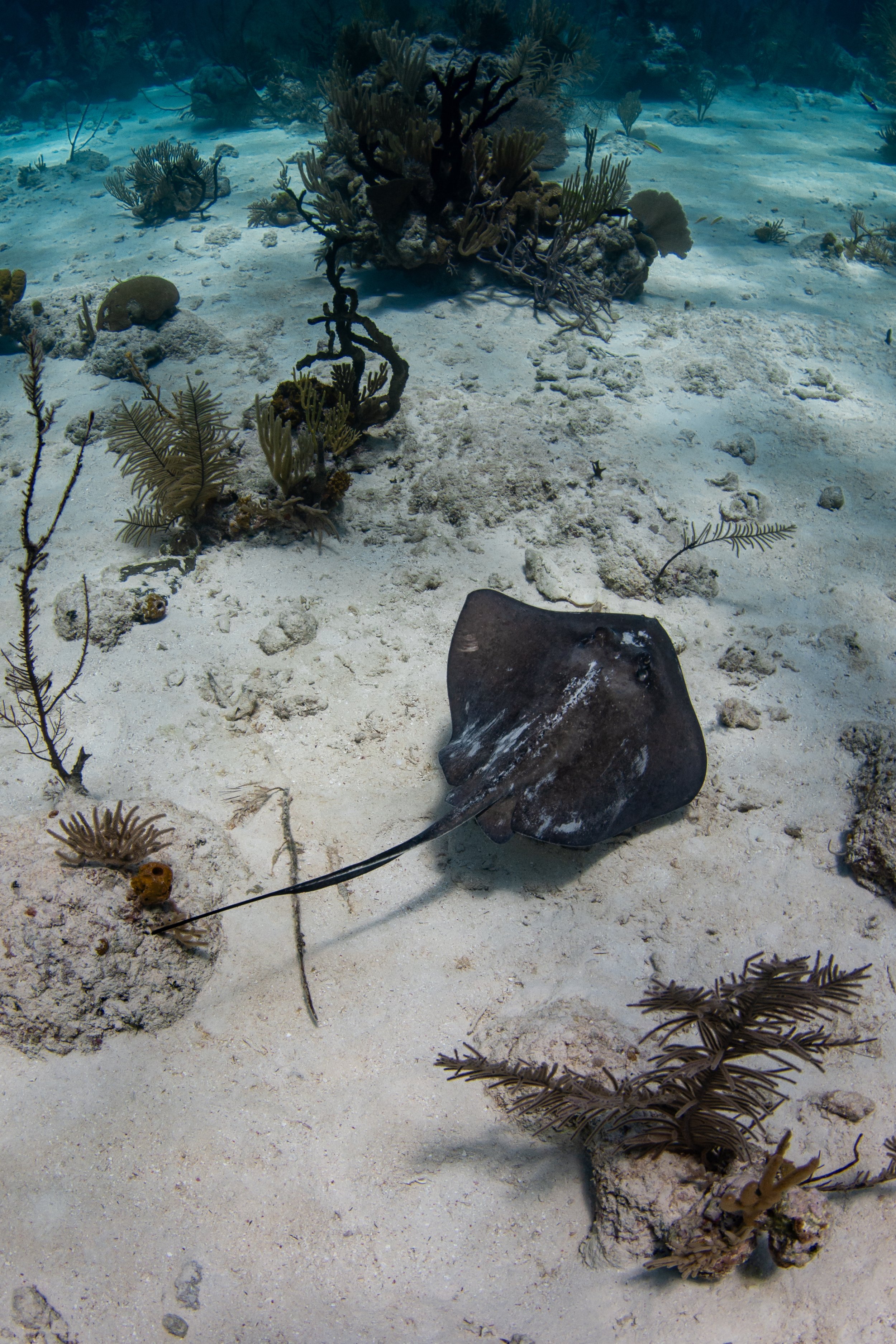 Saving the Blue - 501 c 3 - Nonprofit - Sharks - Shark - Shark Tag - Shark Tagging - Marine Biology - Shark Research - Bahamas - Florida - Shark Researcher - Beach Clean - Shark Nonprofit - Help Sharks - Save Sharks - Hammerhead - Sawfish - Tiger