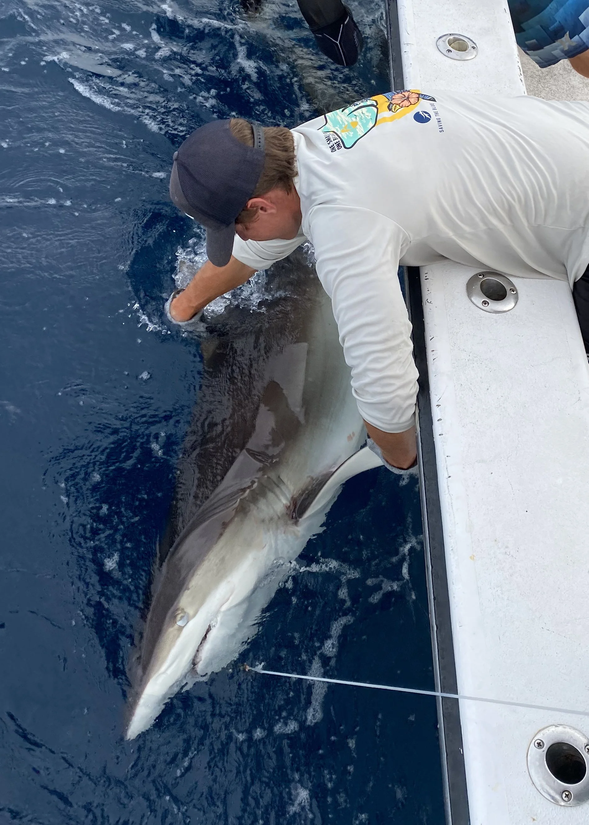 Silky Shark Adoption