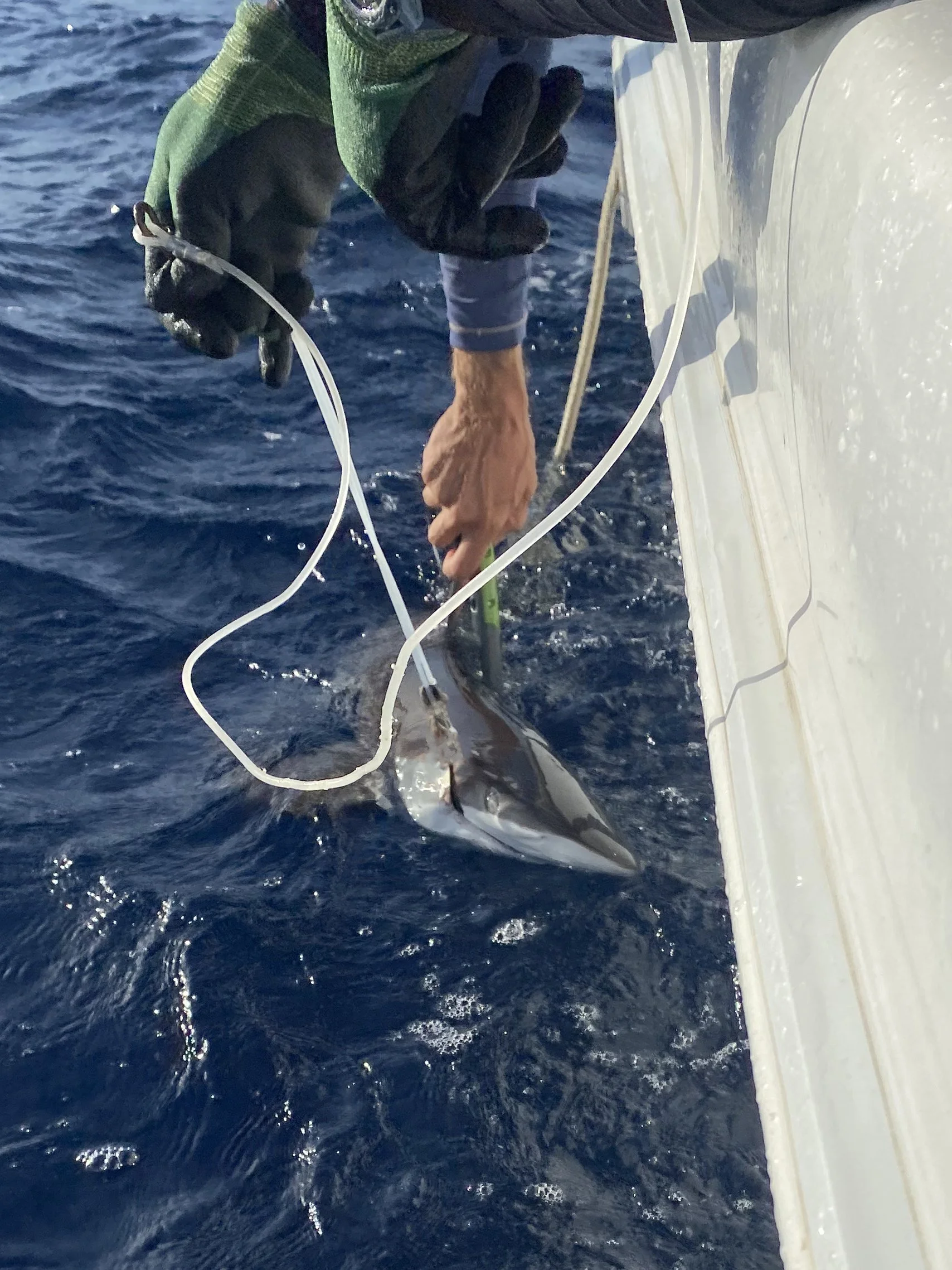 Silky Shark Adoption