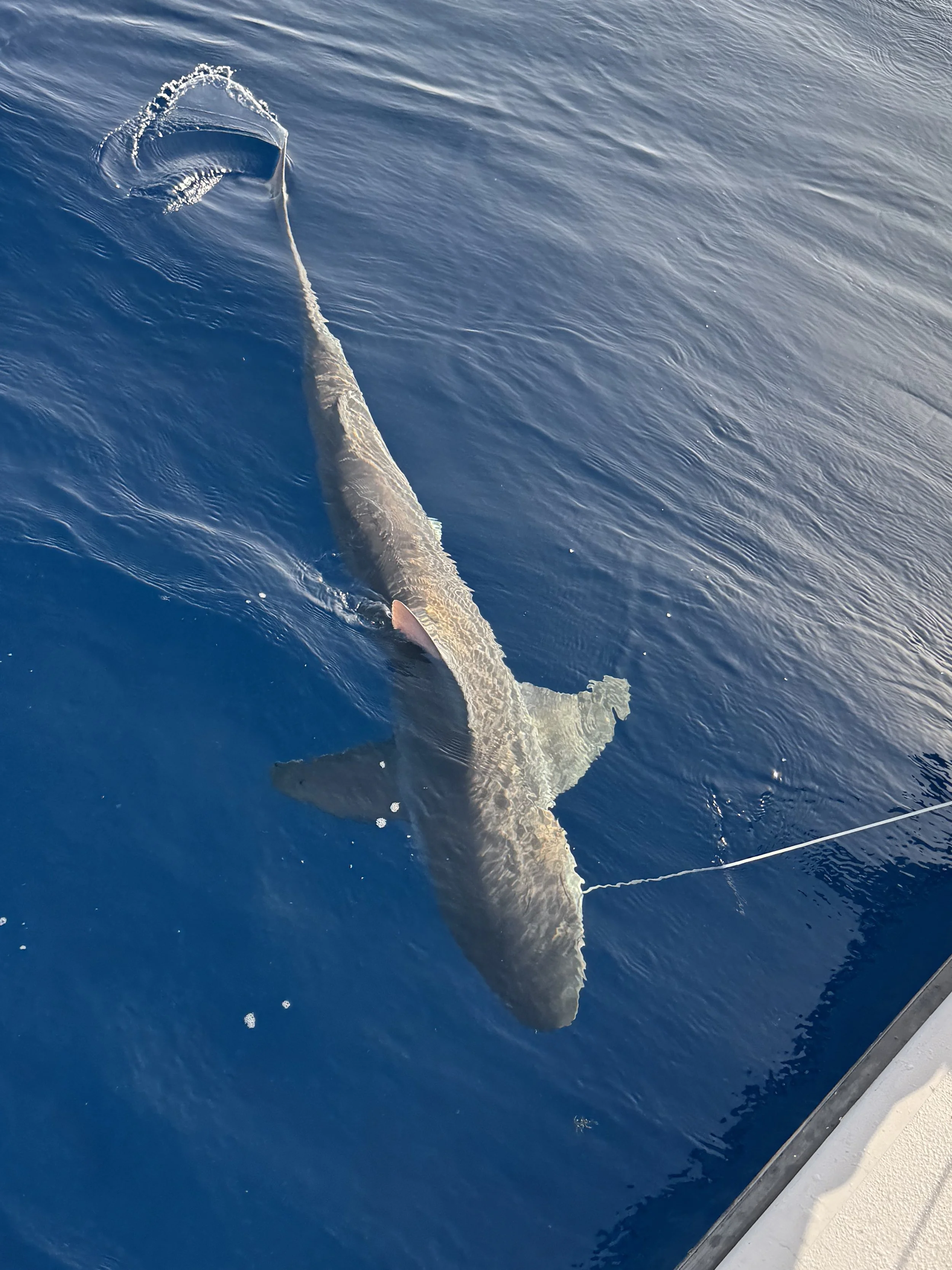 Sandbar Shark Adoption
