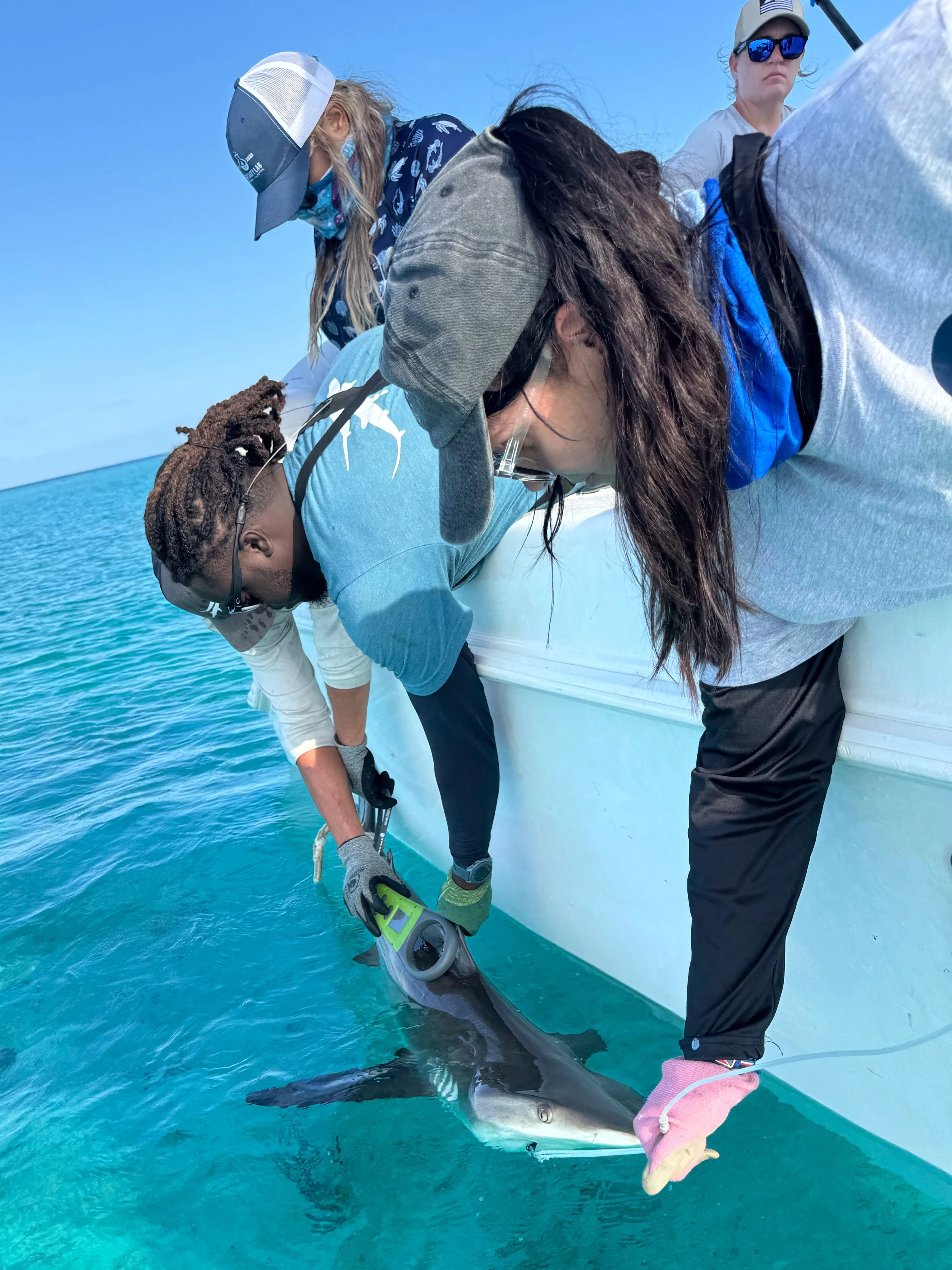 Saving the Blue - 501 c 3 - Nonprofit - Sharks - Shark - Shark Tag - Shark Tagging - Marine Biology - Shark Research - Bahamas - Florida - Shark Researcher - Shark Clothing - Shark Nonprofit - Help Sharks - Save Sharks - Hammerhead - Bull - Tiger