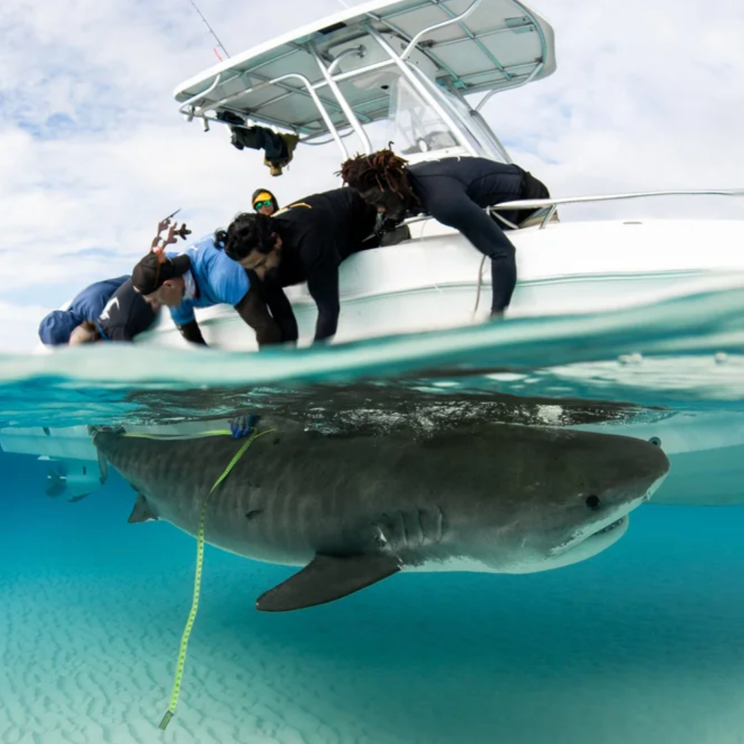 Gabby Lozada - Tiger Shark - Saving the Blue - Shark Research - Shark Tagging