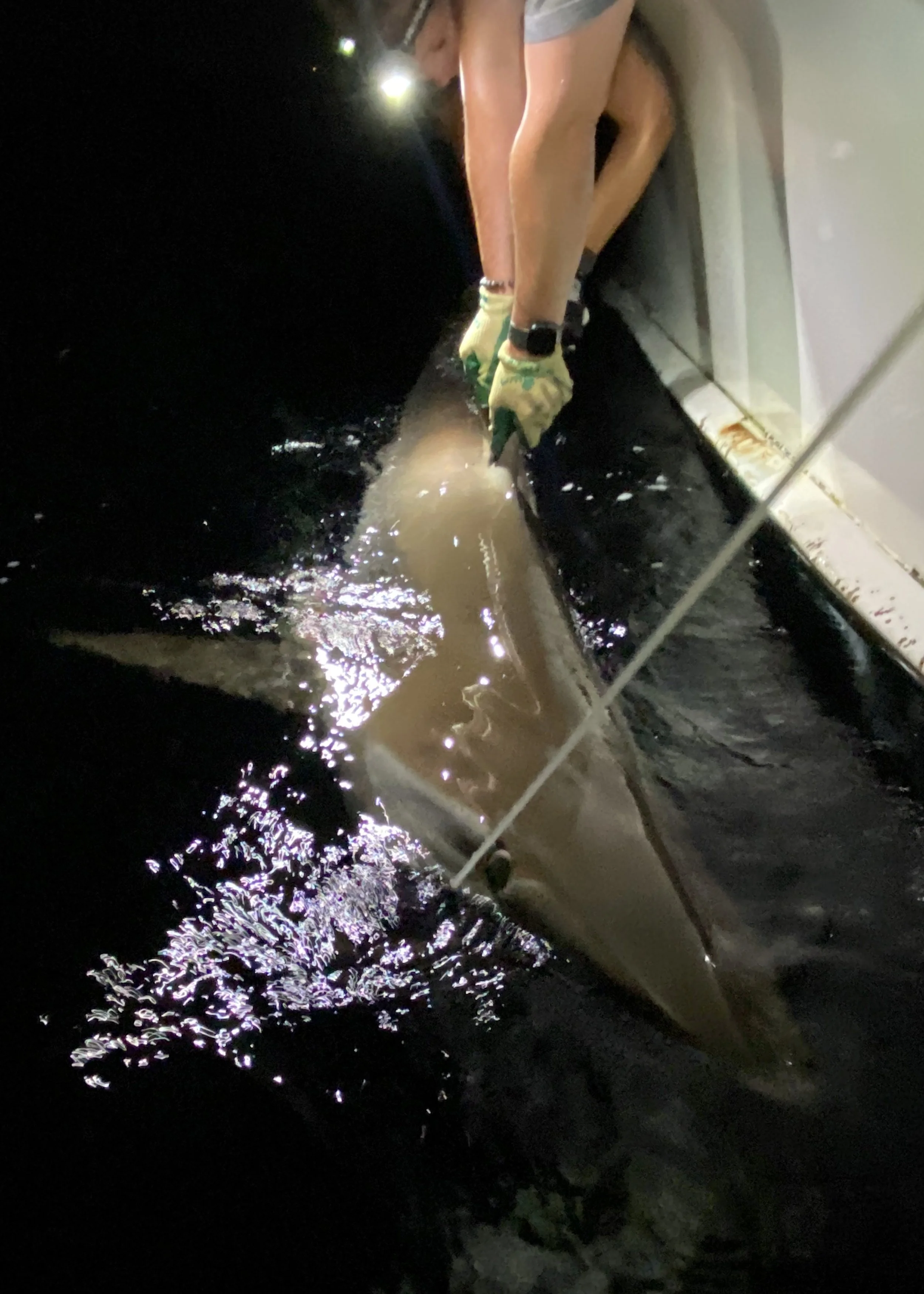 Silky Shark Adoption