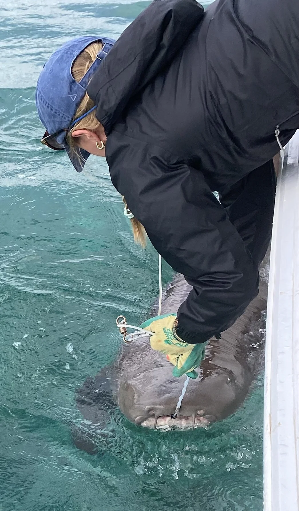 Nurse Shark Adoption